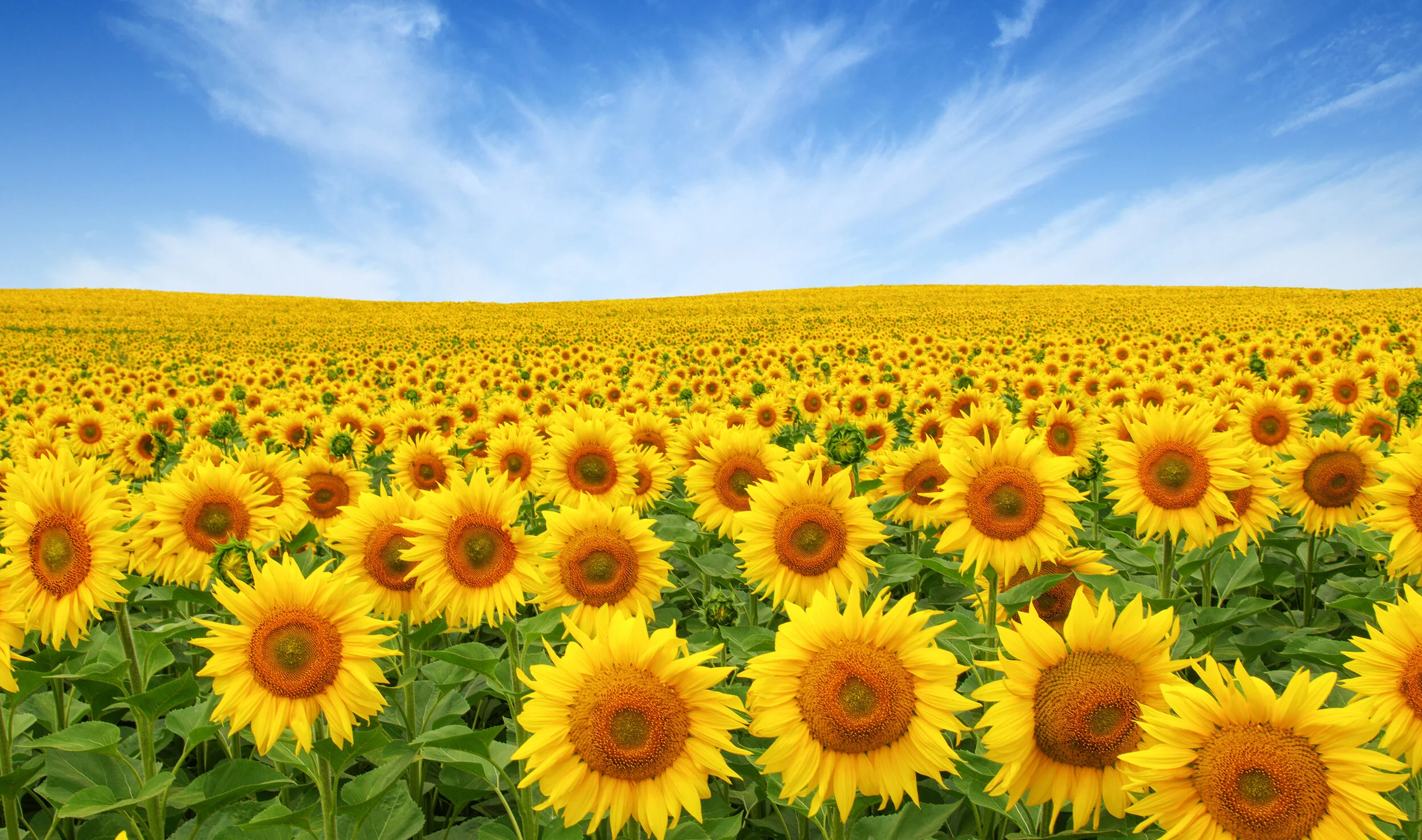 AdobeStock_2Sunflowers.76084943.jpeg
