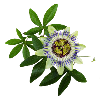 passionflower.png