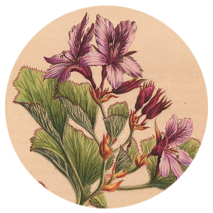 nayana-pelargonium.png