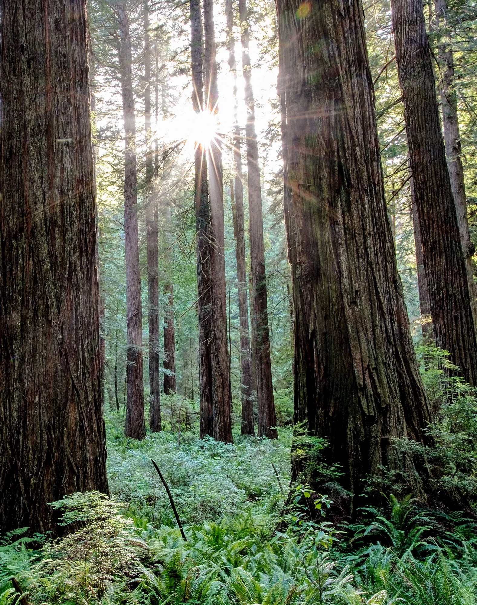 redwoods.jpg