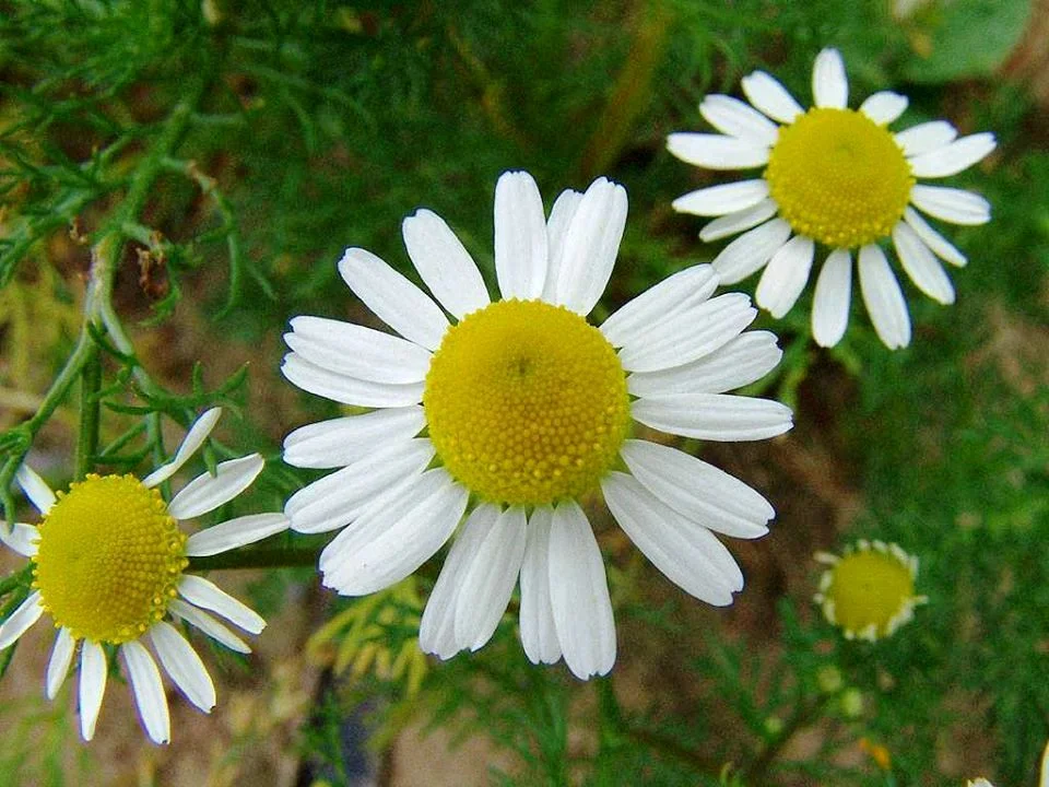 Chamomile.jpg