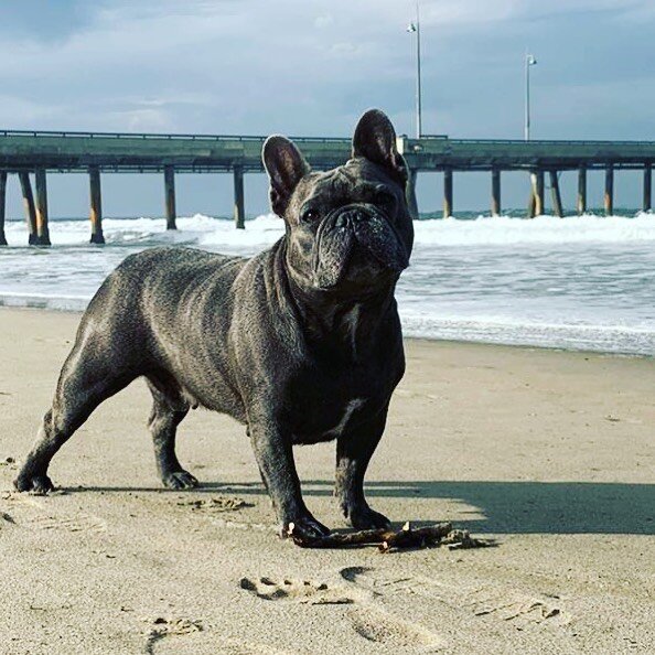 Morning walk with @rockyvenice .
.
.
.
#cfsproduction #venicebeach #serviceproduction #advertising #productionsevices #frenchbulldog #frenchie #frenchiesofinstagram #rockyvenice #bluefrenchie #losangeles #beach #frenchies