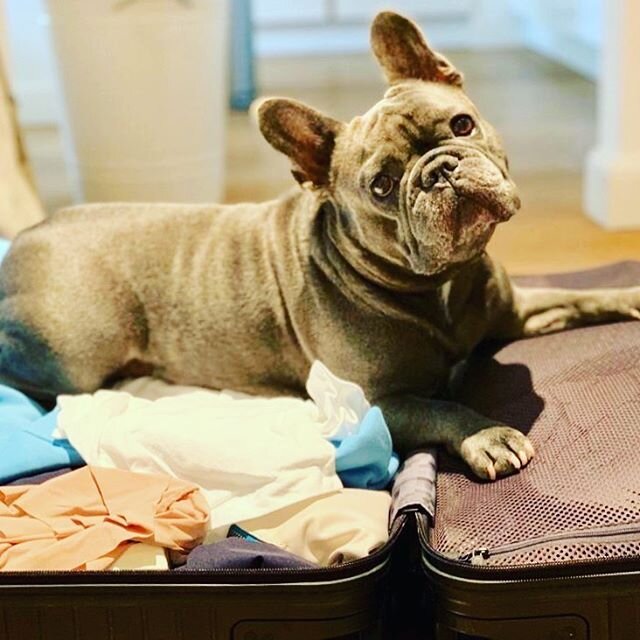 FOMO 
@rockyvenice in the suitcase ready for a new adventure 😜
.
.
.
.
#cfsproduction #travel #serviceproduction #advertising #fomo #work #frenchbulldog #bluefrenchie #instafrenchie #frenchies #dog #losangeles #venicebeach #rockyvenice
