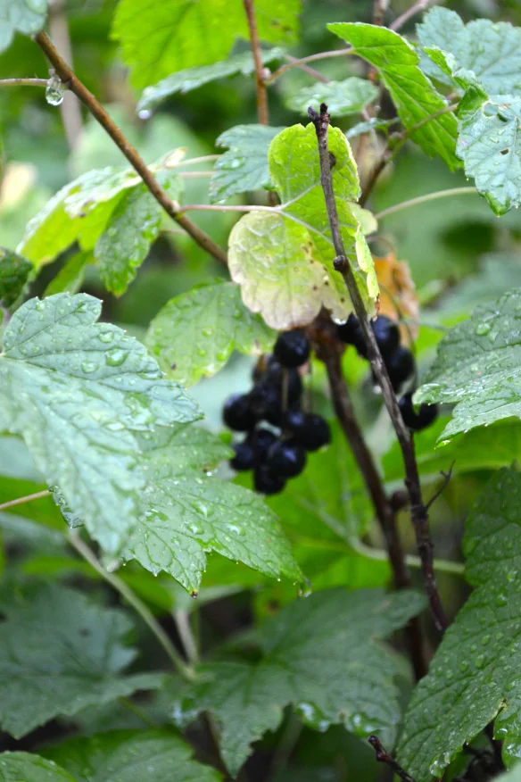 Homemade Dinner in Oslo