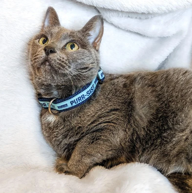 Link Roundup #23: Feminist Fashion, Academic Freedom, &amp; Student Debt