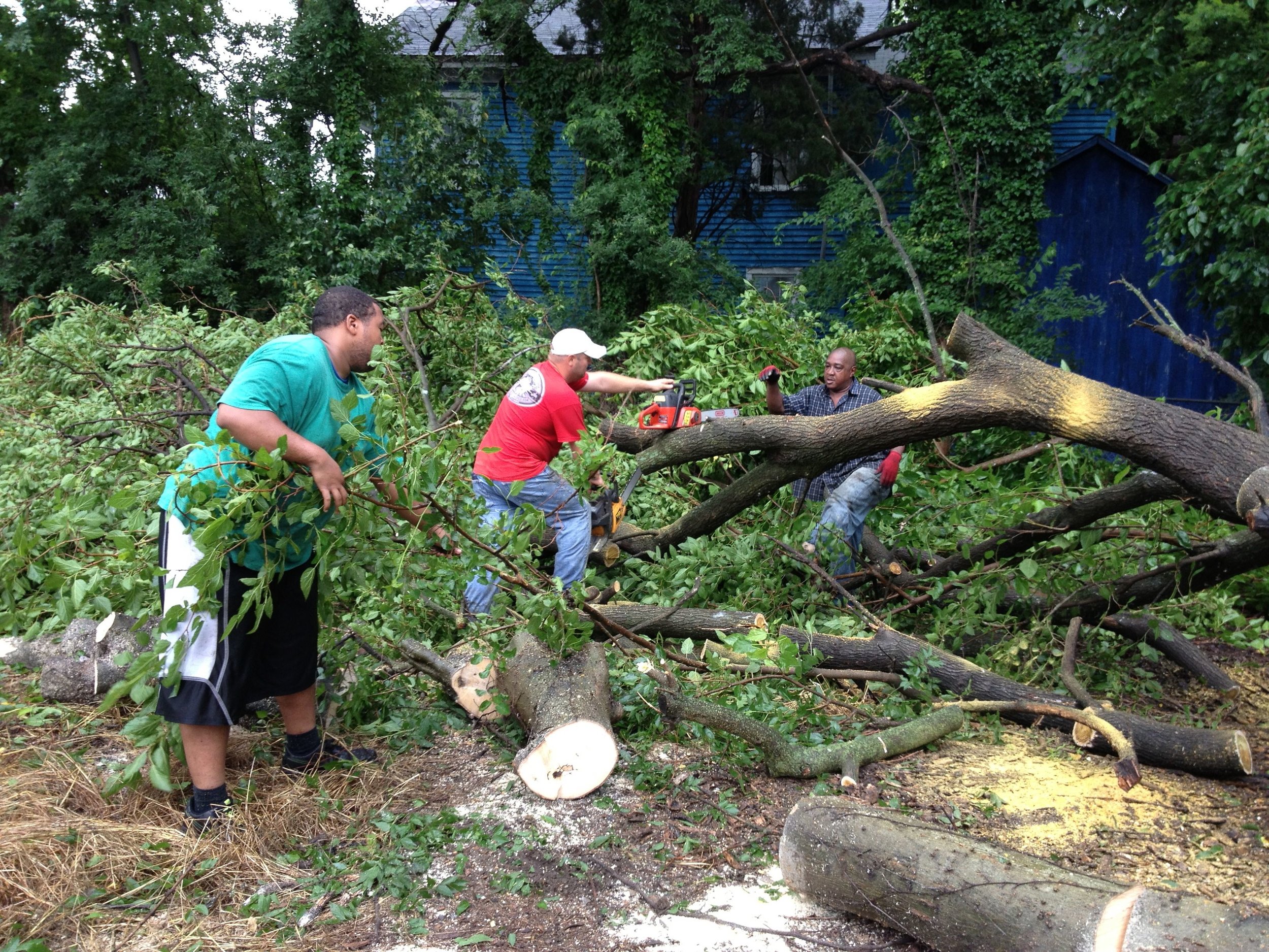 Tree Cutting2.jpg