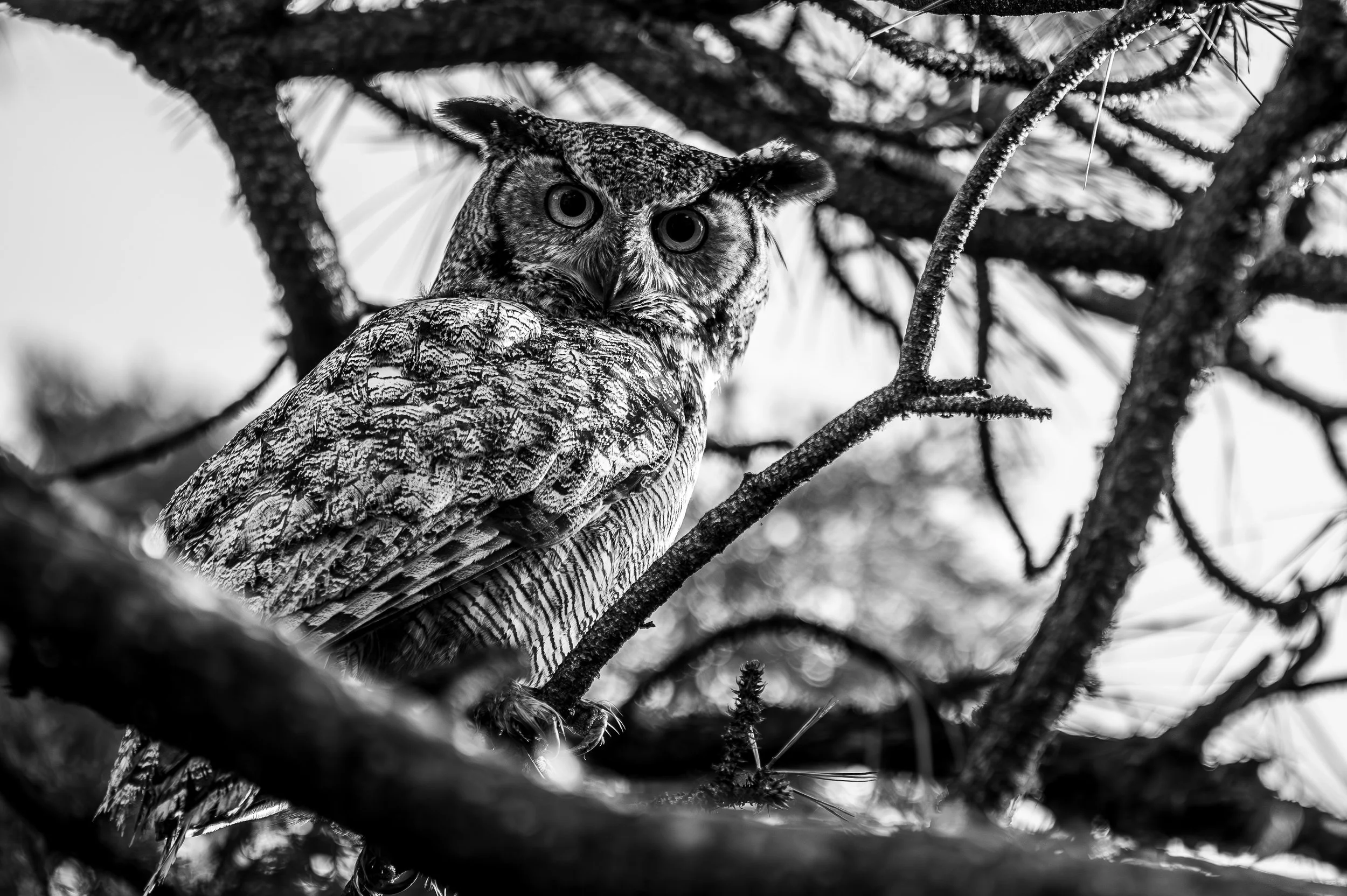 DSC_0794-Enhanced-NR.jpg
