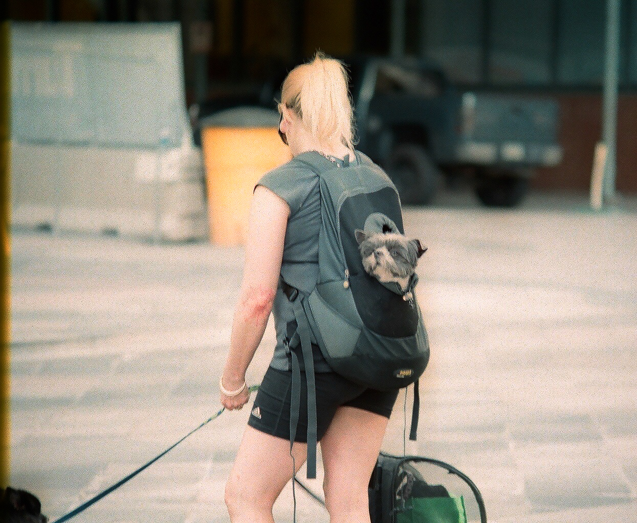 Dog-in-backpack