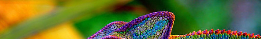 cropped-colourful-chameleon-bright-colors-17499284-550-38311.jpg