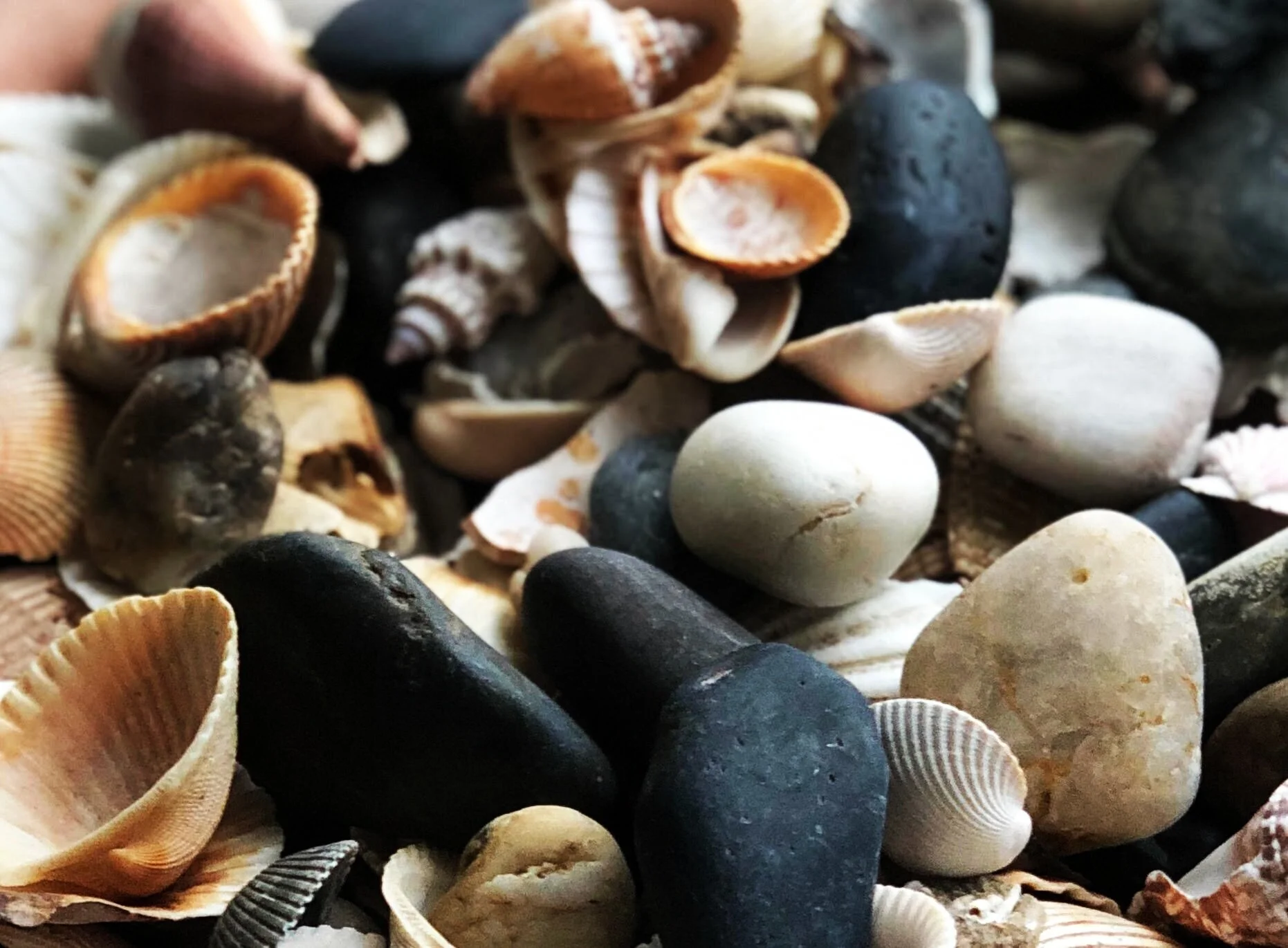 shells.jpg