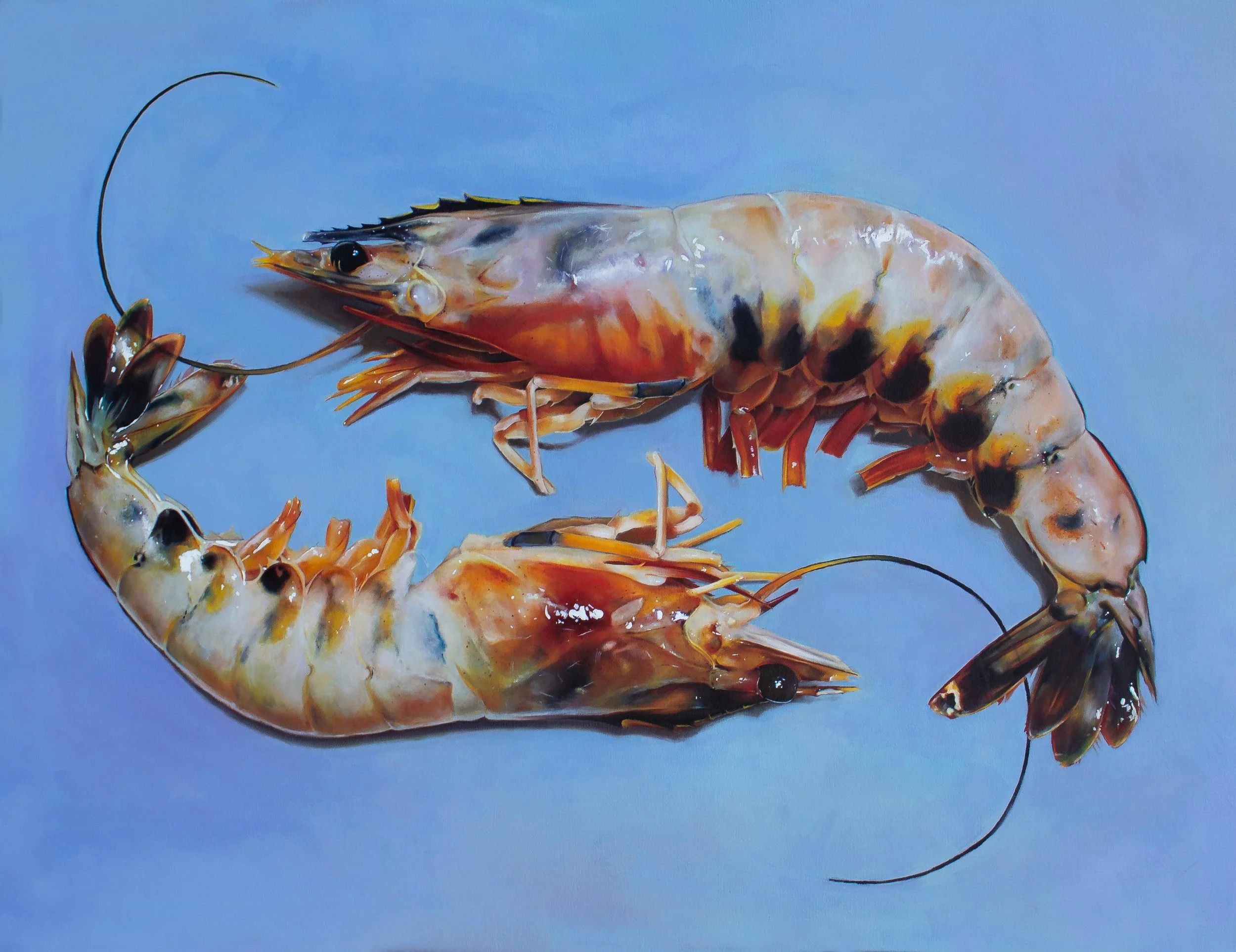 Bottom Shrimp - Copy.jpg