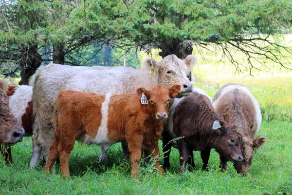 Meadow View Farm 1545 Darling Hill Road, Lyndonville 05851 www.meadow-view-farm.com | (802) 626-1116 Call ahead to place order for pick-up. Raising Heritage Breed Belted Galloways for breeding and beef with a 100% grass fed feeding program using rotational grazing, producing all-natural, healthy beef. Self-guided tours. Open to the public.