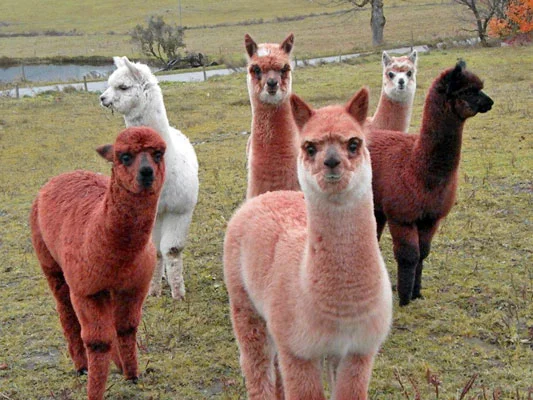 Walden Mountain Alpaca Farm 264 Coles Pond Rd, East Hardwick 05836 (802) 533-7788 Please call ahead. Walden Mountain Alpaca Farm is a medium-sized alpaca farm in northern Vermont selling alpacas and knit products (hats, scarves, mittens or yarn). A great source of enjoyment is watching our crias (baby alpacas) prancing and play around our pastures.