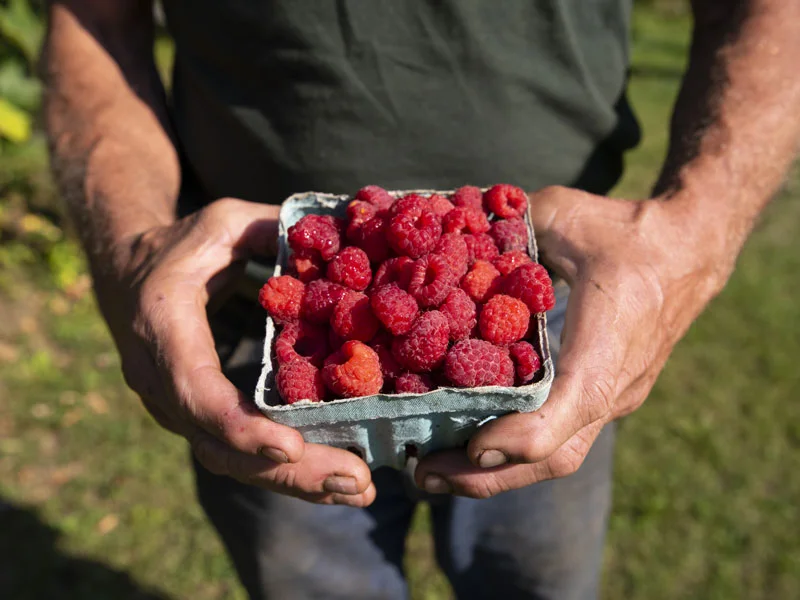 Smitty’s Farm 1292 North Derby Road, Derby 05829 (802) 323-8787 Please call ahead. If it’s sunny, we’re open! A five-acre farm producing raspberries, blackberries, and blueberries, with frozen berries available year round. Though not certified, they use organic growing methods with no pesticides. Family owned and operated. Visit the farm stand, pick your own, and tours provided upon request.
