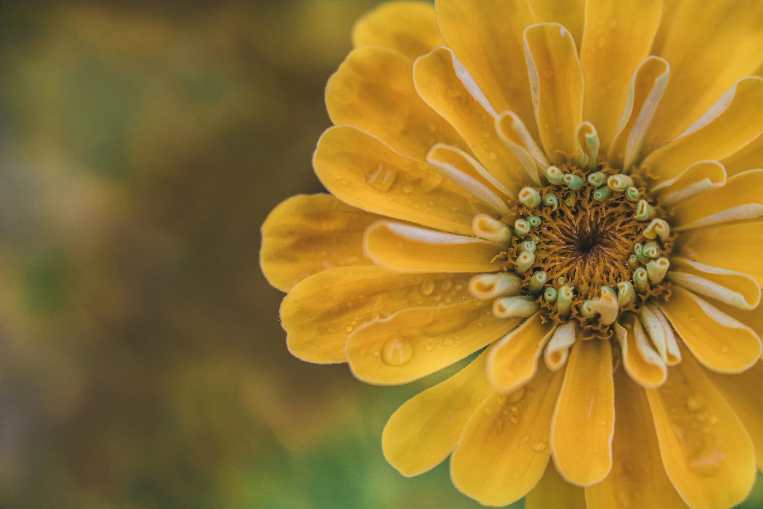 zinnia flower macro.jpg