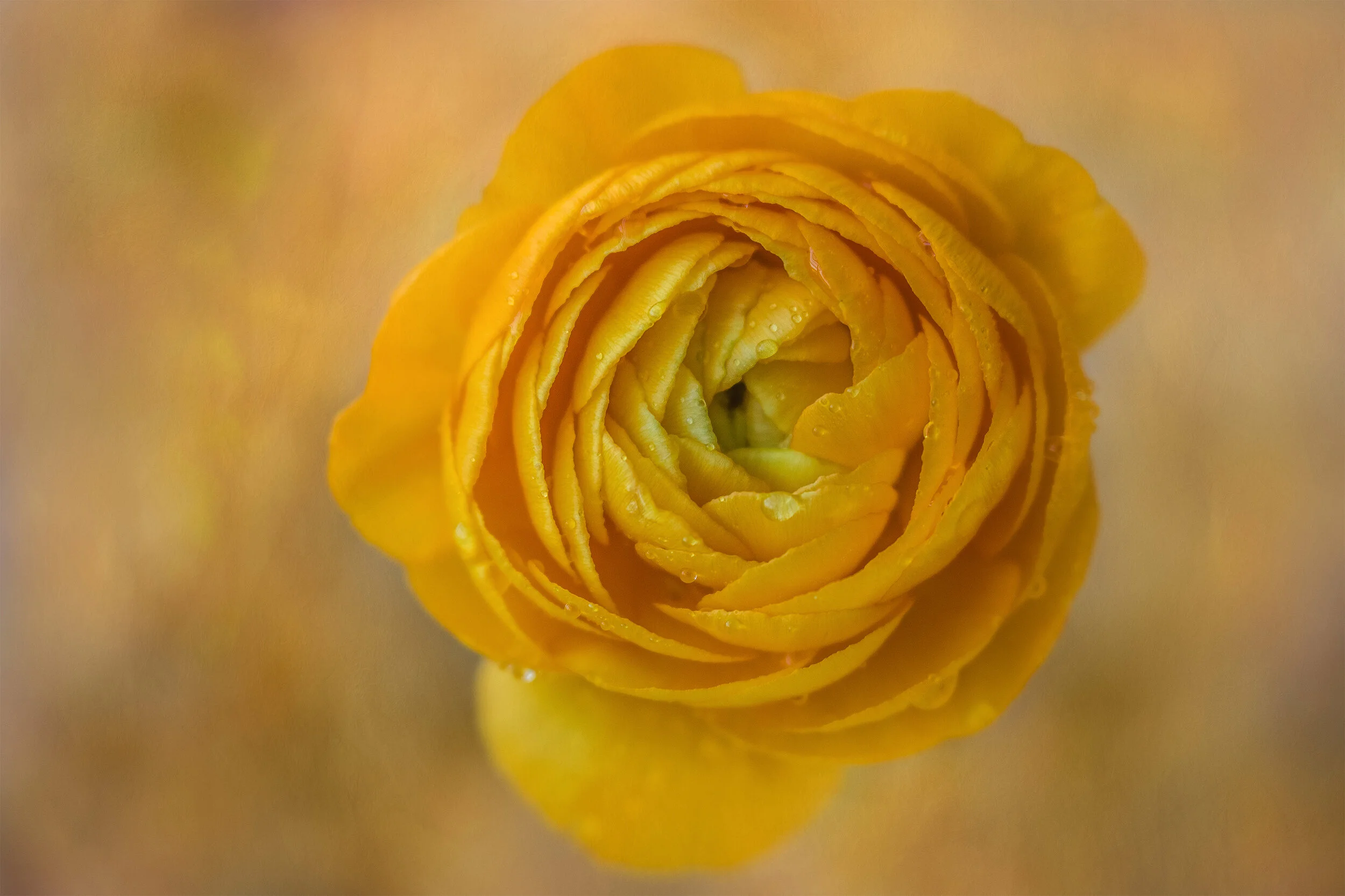 persian buttercup flower macro.jpg