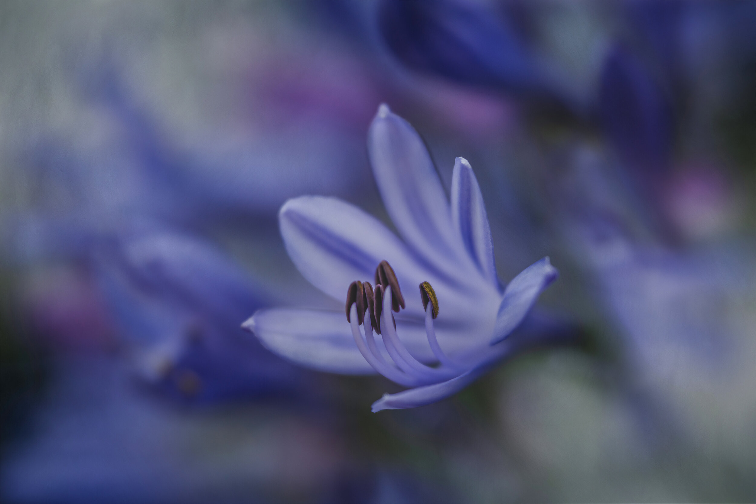 blue lily flower macro art.jpg