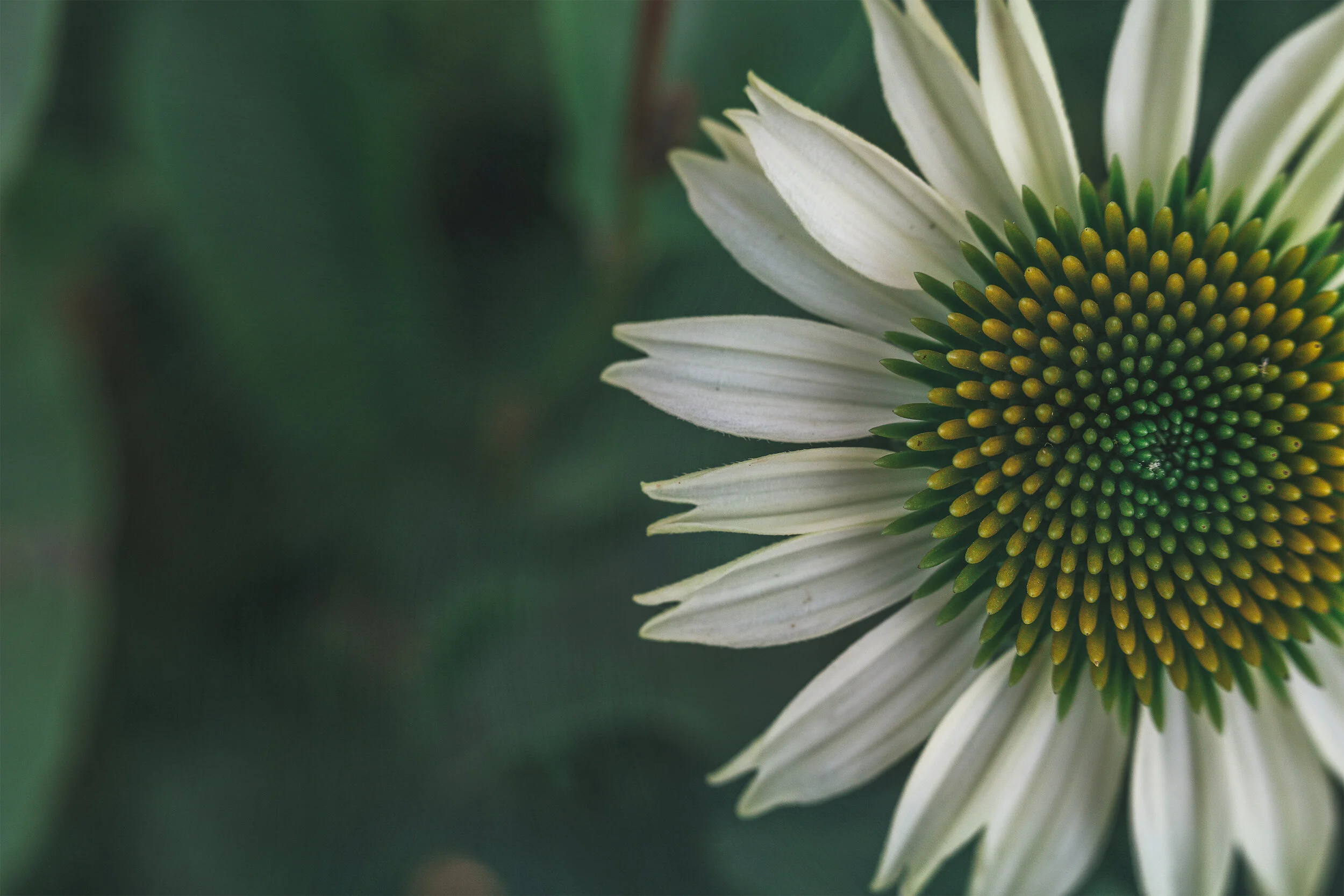 coneflower macro.jpg