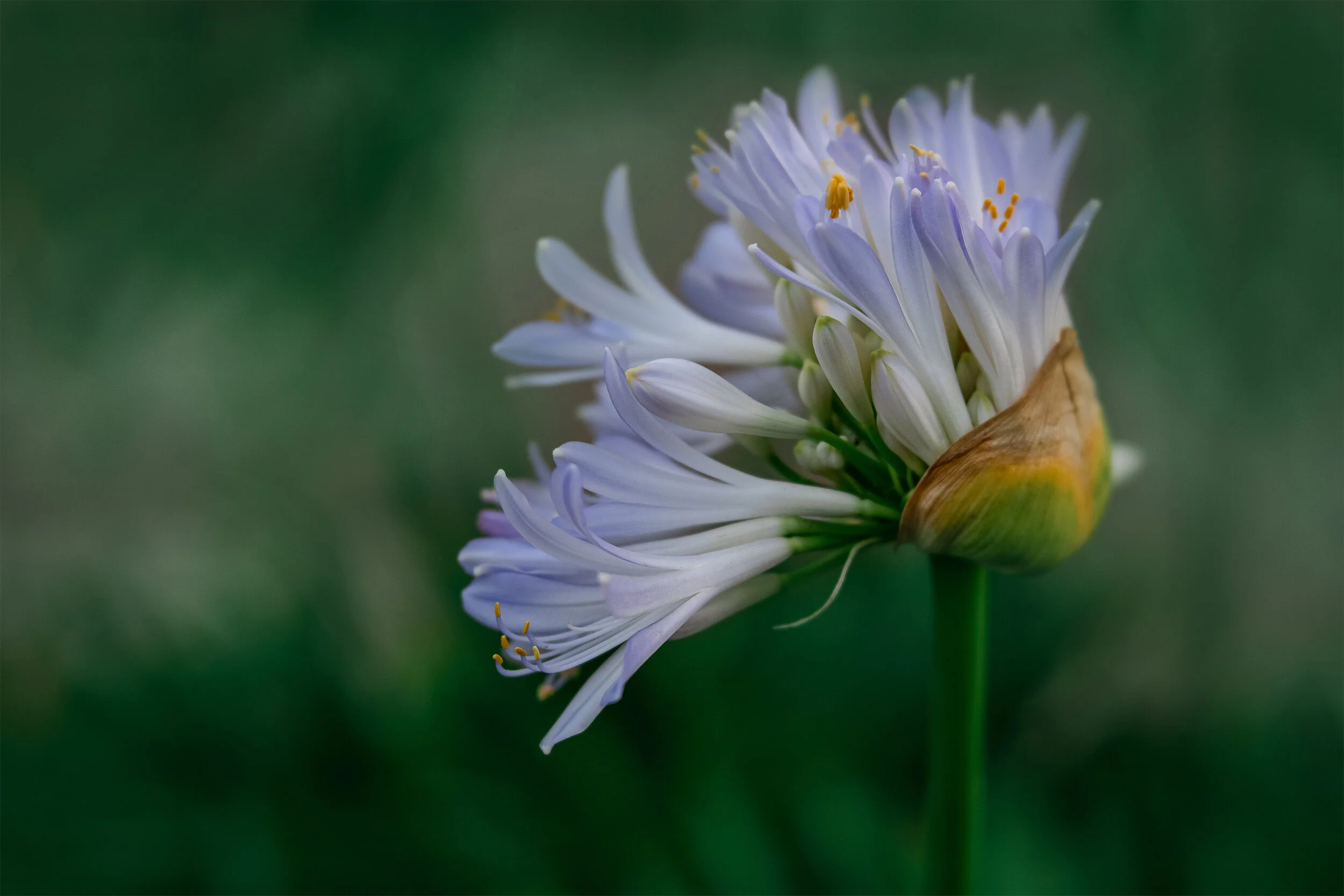 blue lily flower macro.jpg