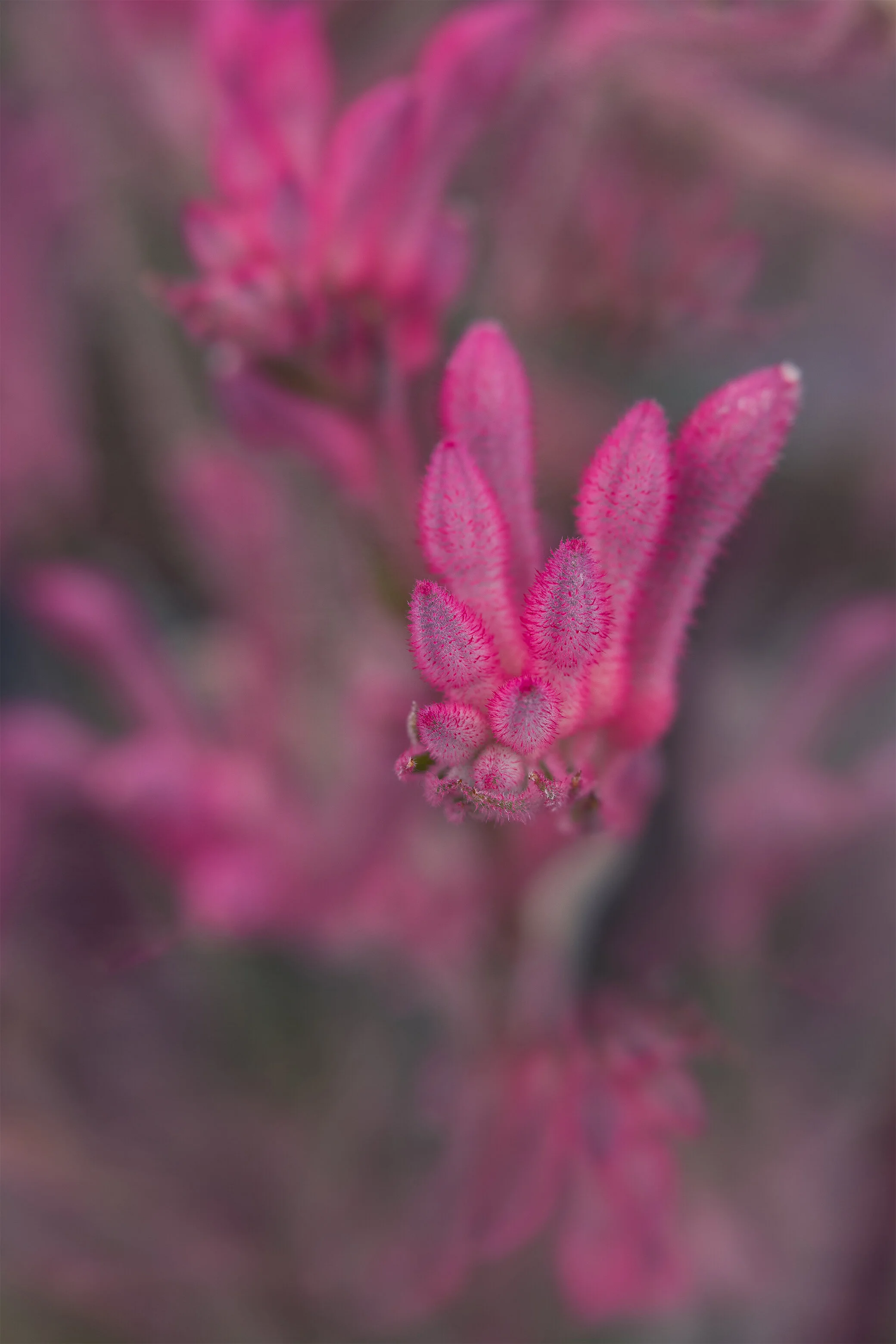 Kangroo paw flower macro.jpg