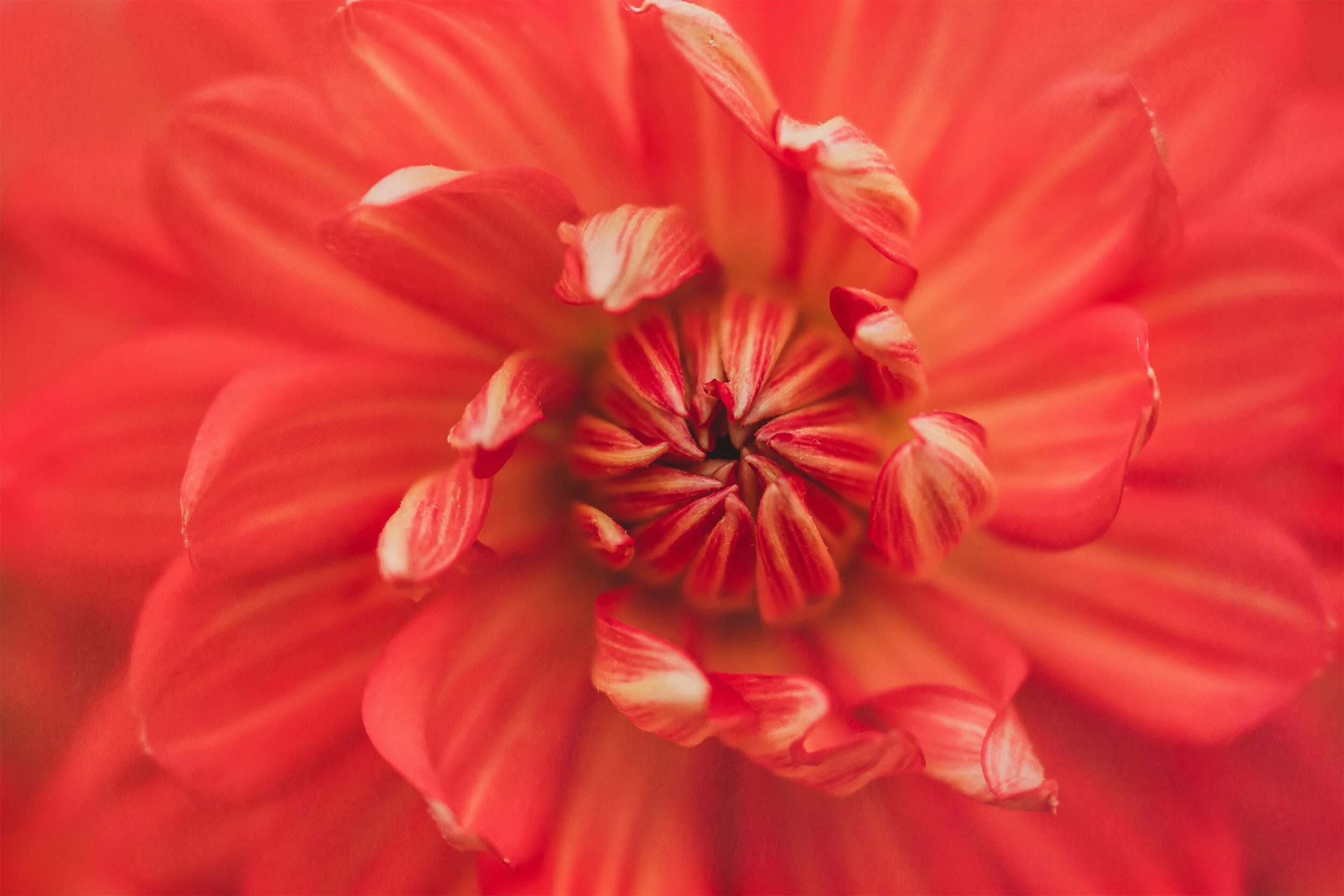dhalia flower red macro.jpg