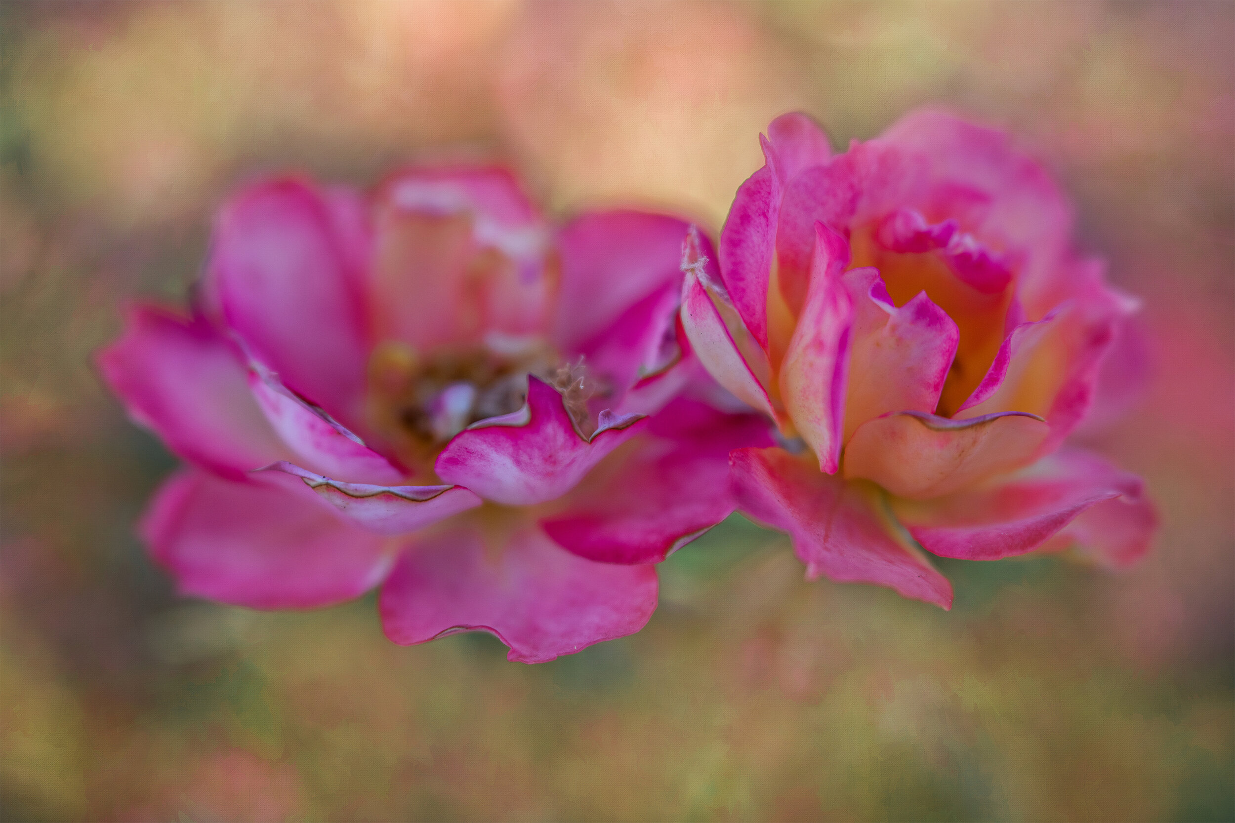 tea rose flower macro art.jpg