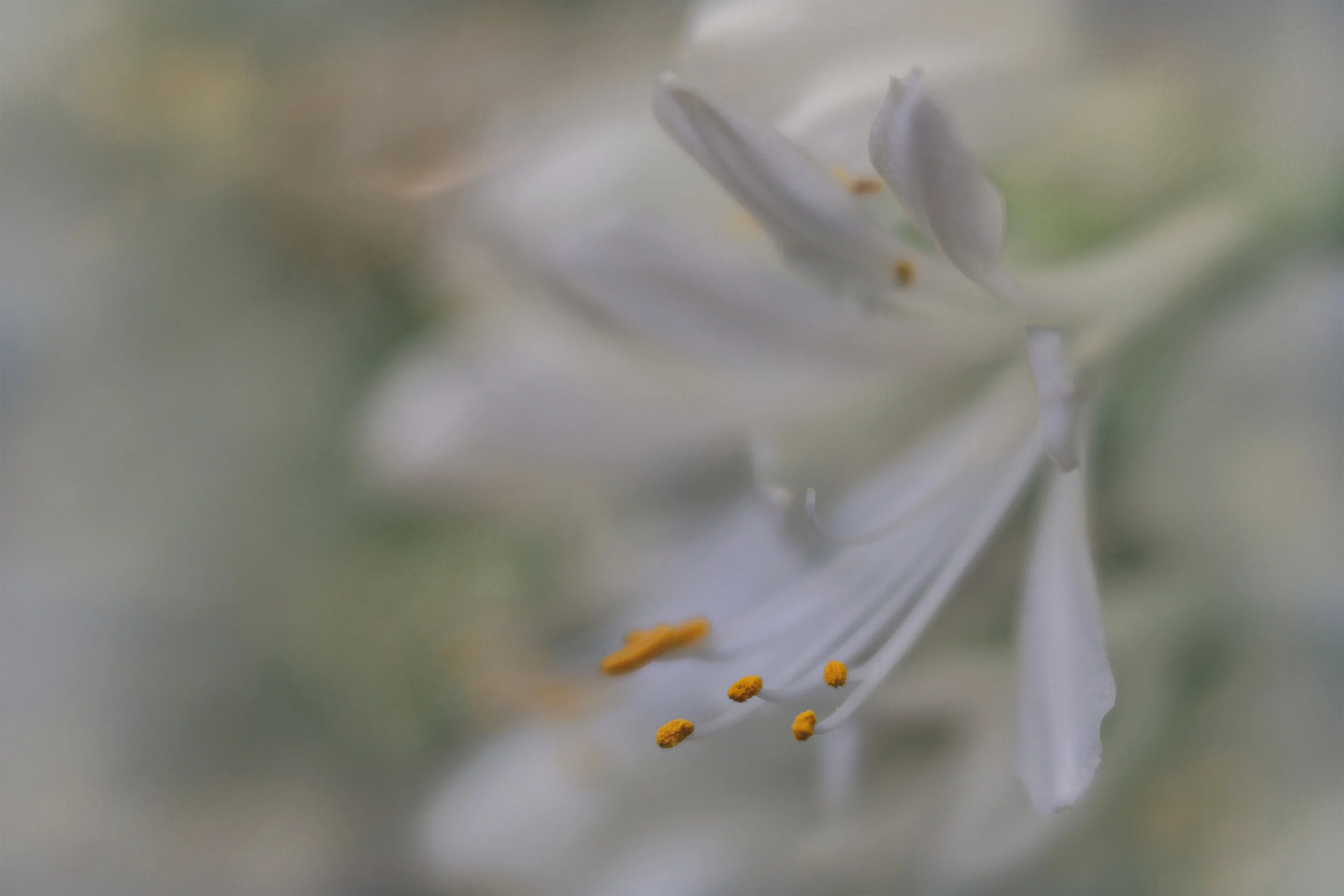 white lilly flower macro.jpg