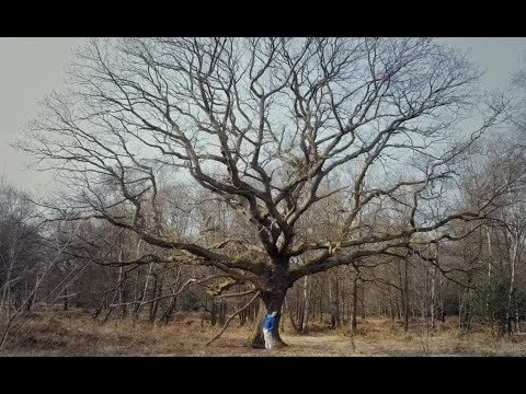 Andy Stott - 'Hard To Tell' a film by Rebecca Salvadori.