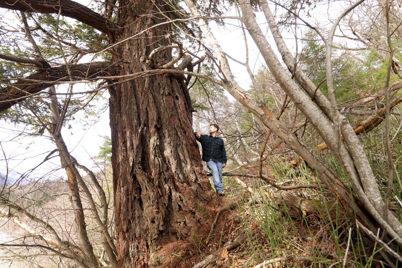 Largest documented Douglas-fir in BC’s Interior (in proposed IPCA)