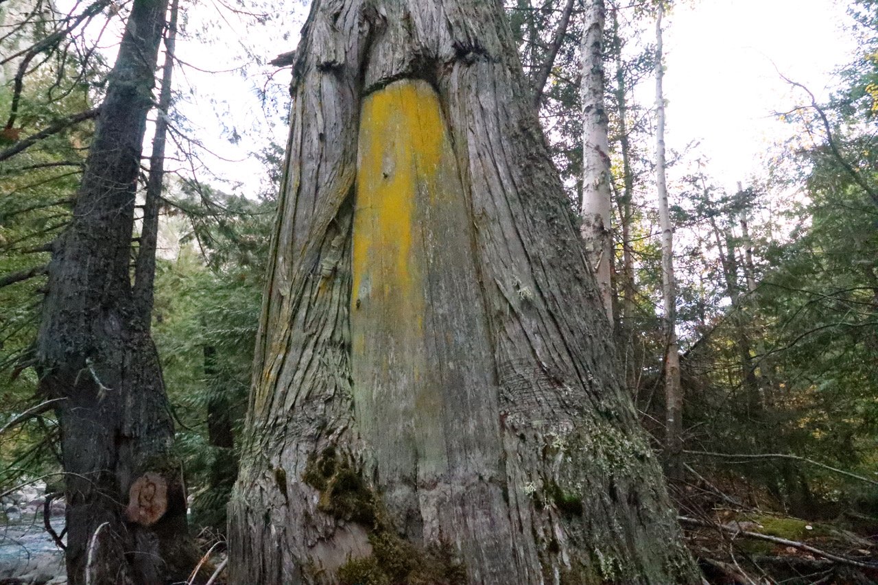 Bark-stripped redcedar in proposed IPCA