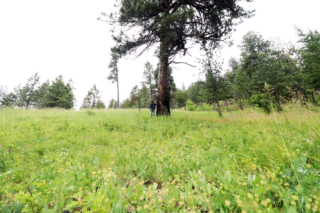 Rare and endangered ćewéteʔ (barestem desert-parsley) and Ponderosa pine meadow