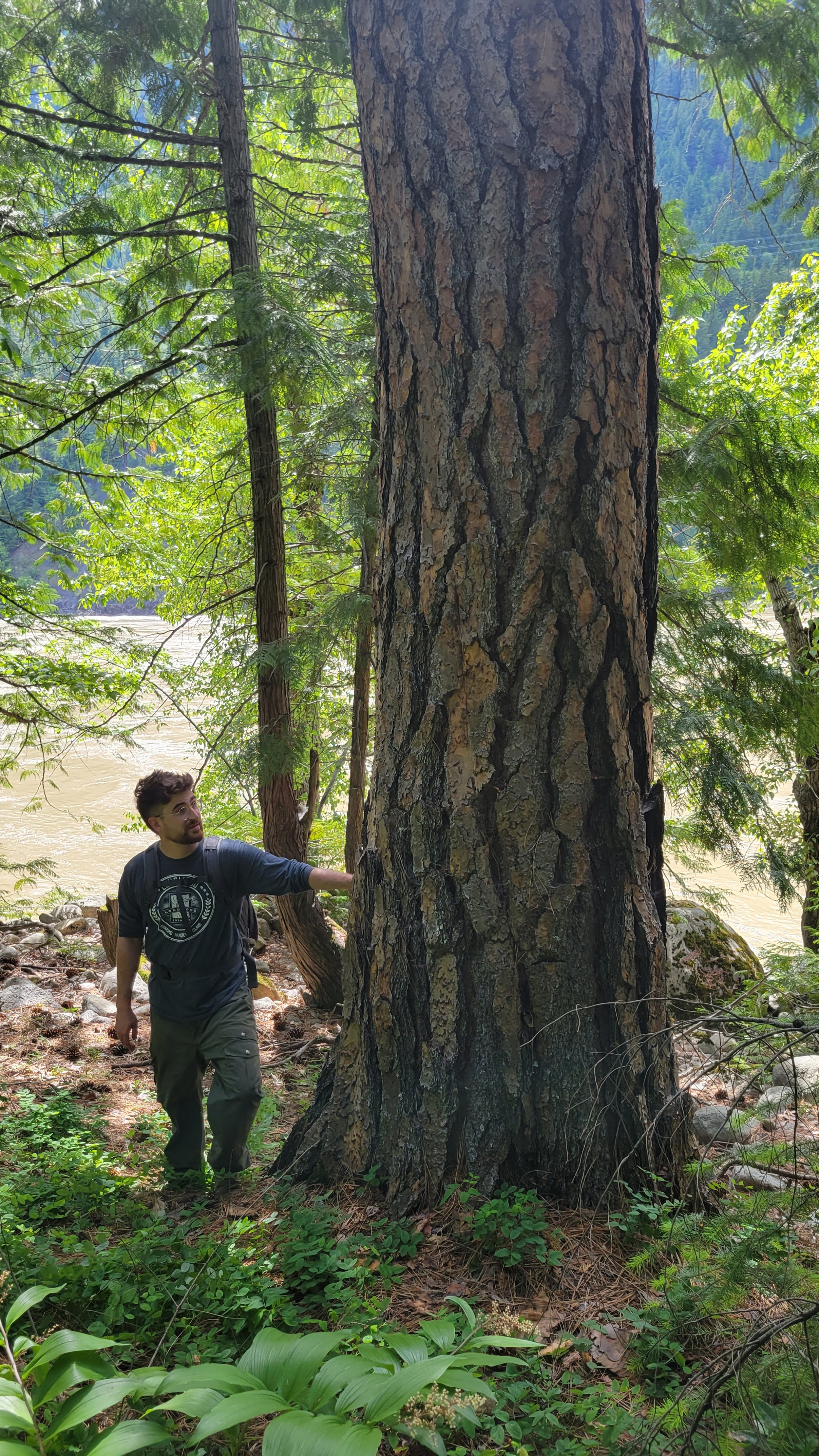  Sean O'Rourke, Lands Manager for the Kanaka Bar Indian Band, stands by an old-growth Ponderosa pine on the Old Man Jack property, a privately-owned old-growth forest newly acquired by the Nature-Based Solutions Foundation for conservation purposes f