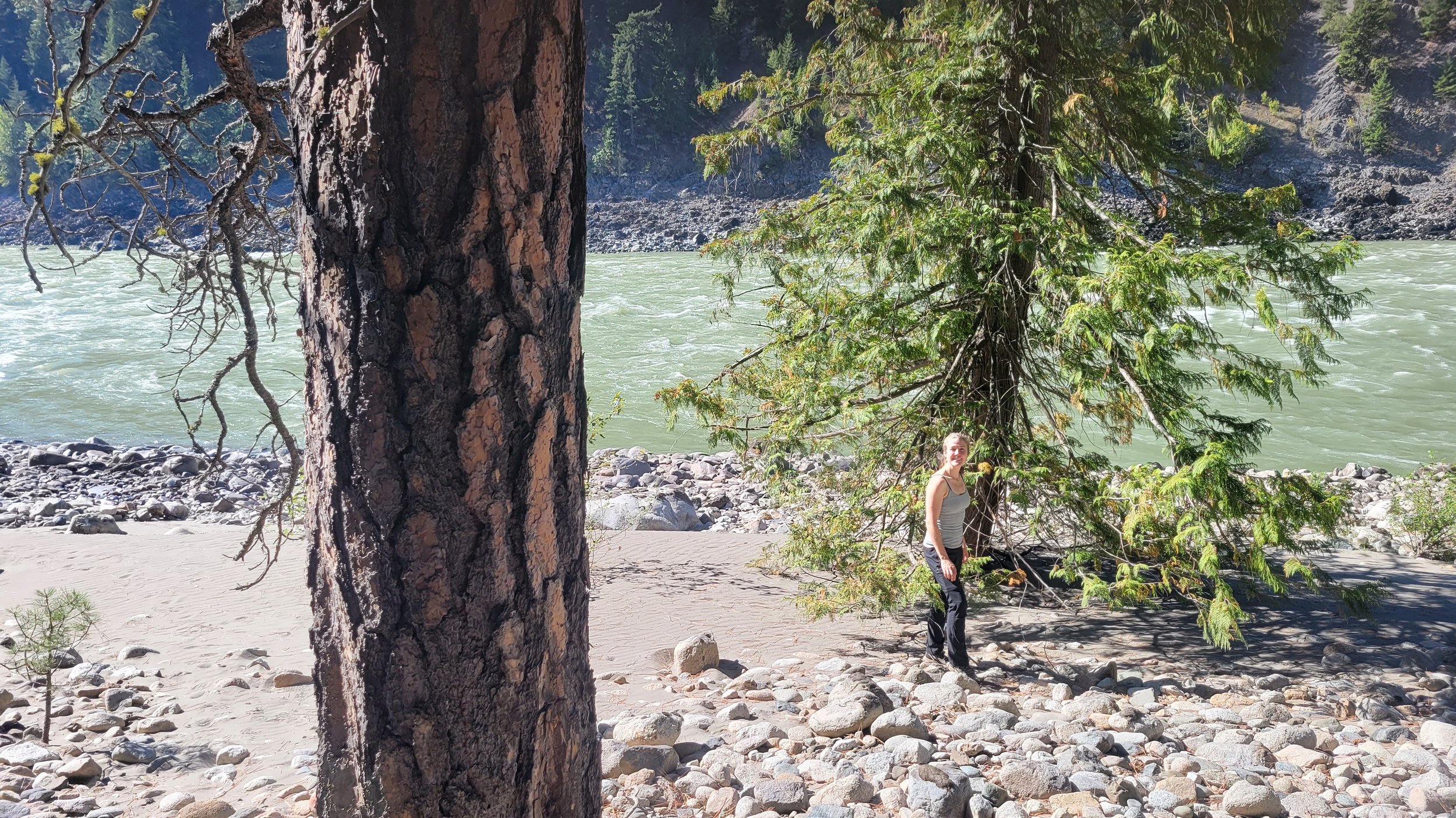 Celina Starnes, Outreach Director of the Endangered Ecosystems Alliance, stands between an old-growth Ponderosa pine, a dry-adapted species, and a western redcedar, a wet-adapted species, along the Fraser River on the Old Man Jack property, a privat