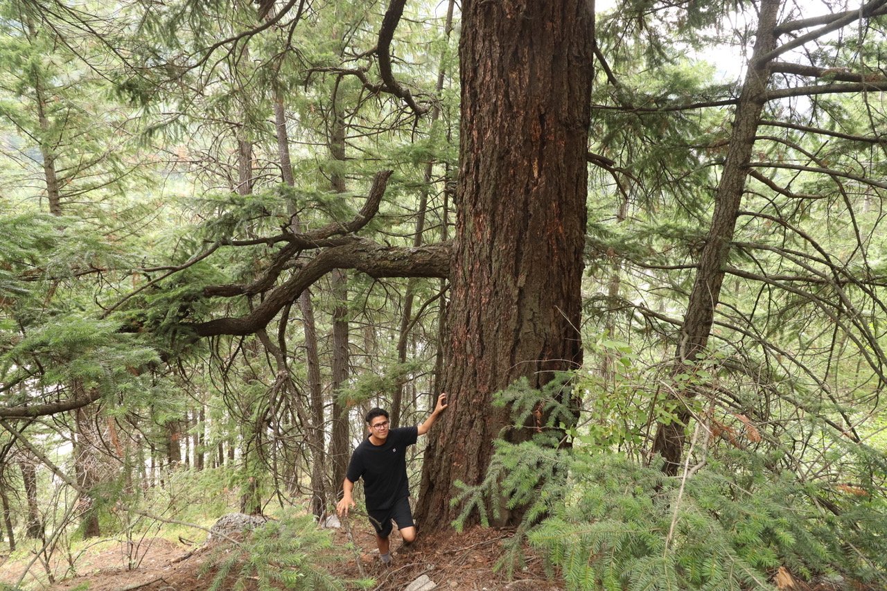  An old-growth Interior Douglas-fir with Kanaka Bar Lands Department Assistant Garth Asham on the Old Man Jack property, a privately-owned old-growth forest newly acquired by the Nature-Based Solutions Foundation for conservation purposes for the Kan