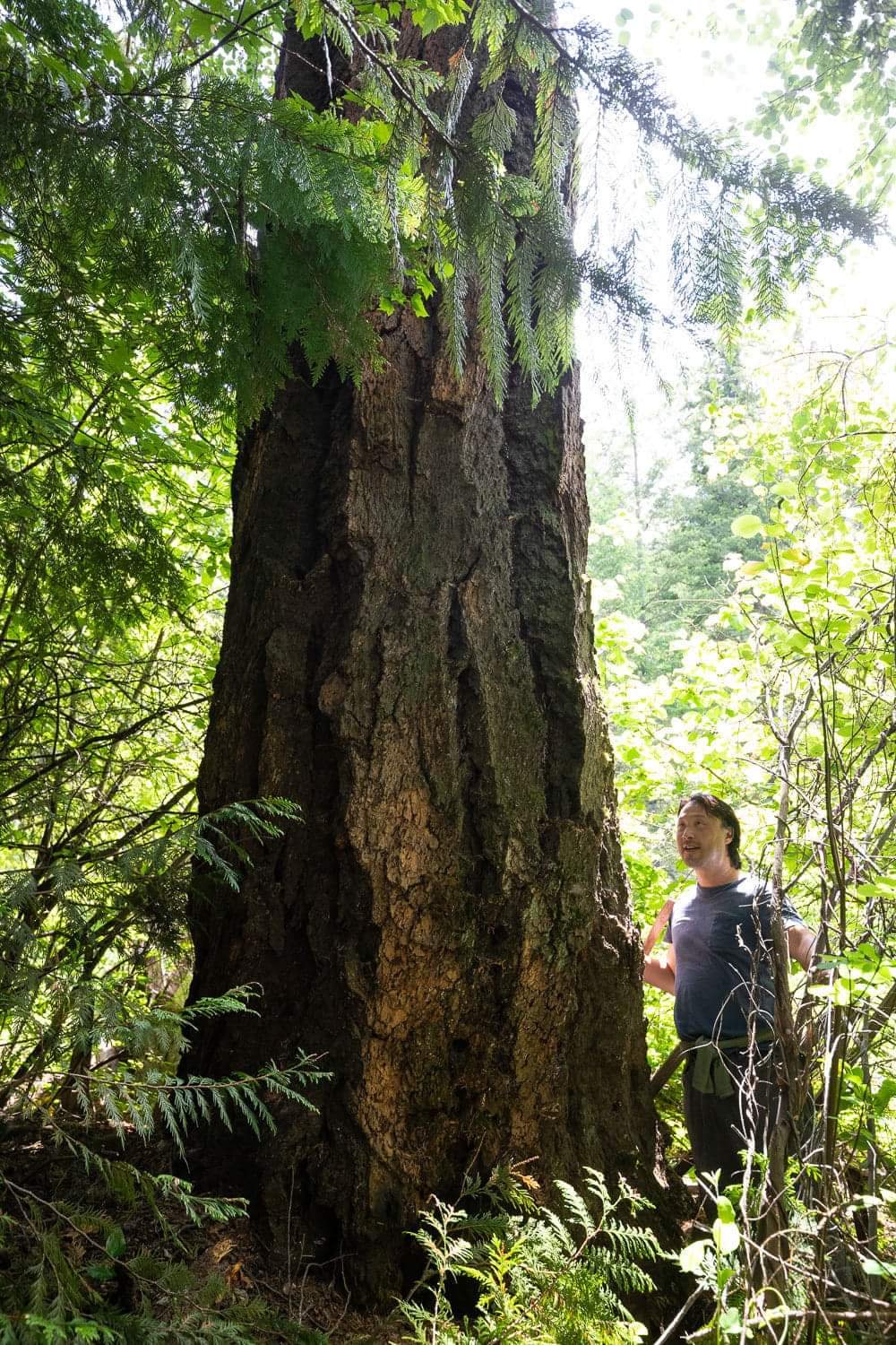 The largest old-growth Interior Douglas-fir with Ken Wu, co-founder of the Nature-Based Solutions Foundation, on the Old Man Jack property, a privately-owned old-growth forest newly acquired by the Nature-Based Solutions Foundation for conservation