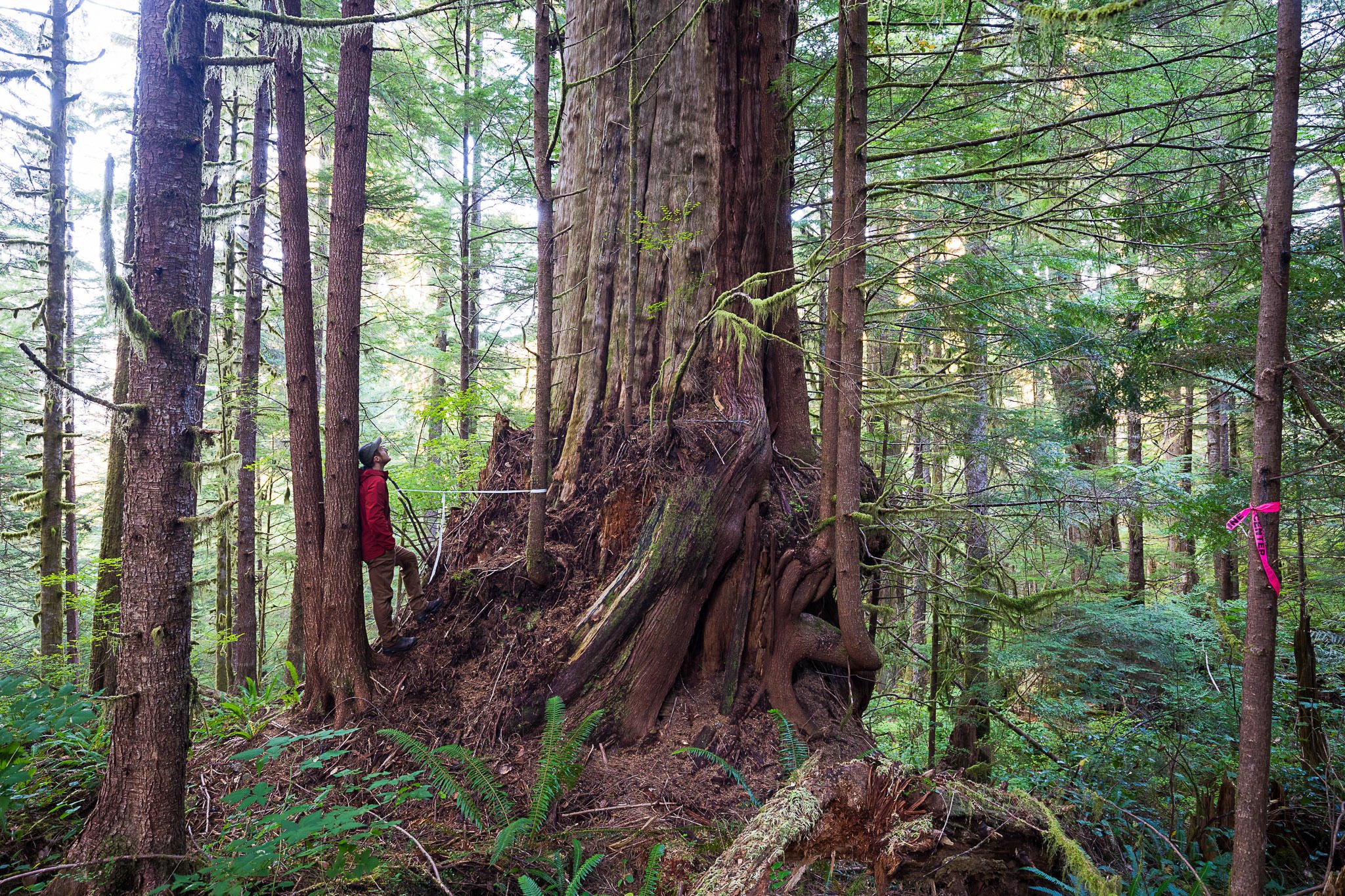  Ancient Forest Alliance photographer TJ Watt stands beside an ancient redcedar tree in an old-growth forest recommended for deferral in the Klanawa Valley in Huu-ay-aht territory. Pink 'road center line' ribbon can be seen in the right of frame and 