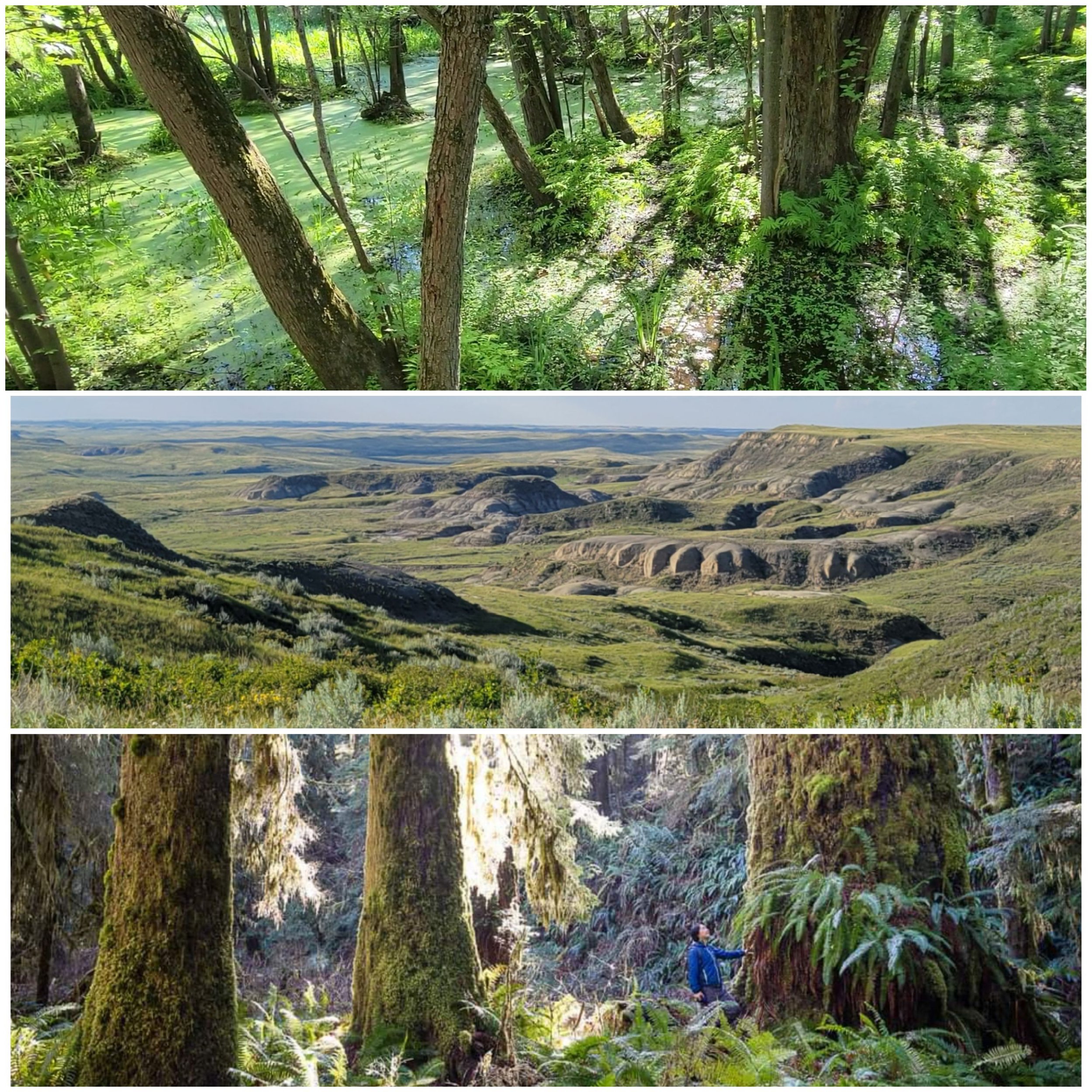 Canada Needs a Nature Protection Law - Time to Reintroduce the Nature Accountability Bill