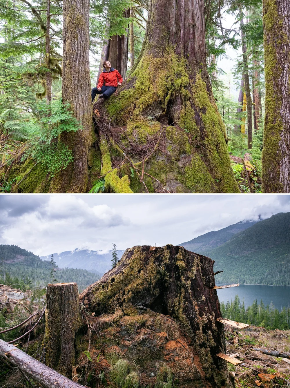 Extinct Timber Media Release: Province Expands BC Timber Sales Logging Powers ...