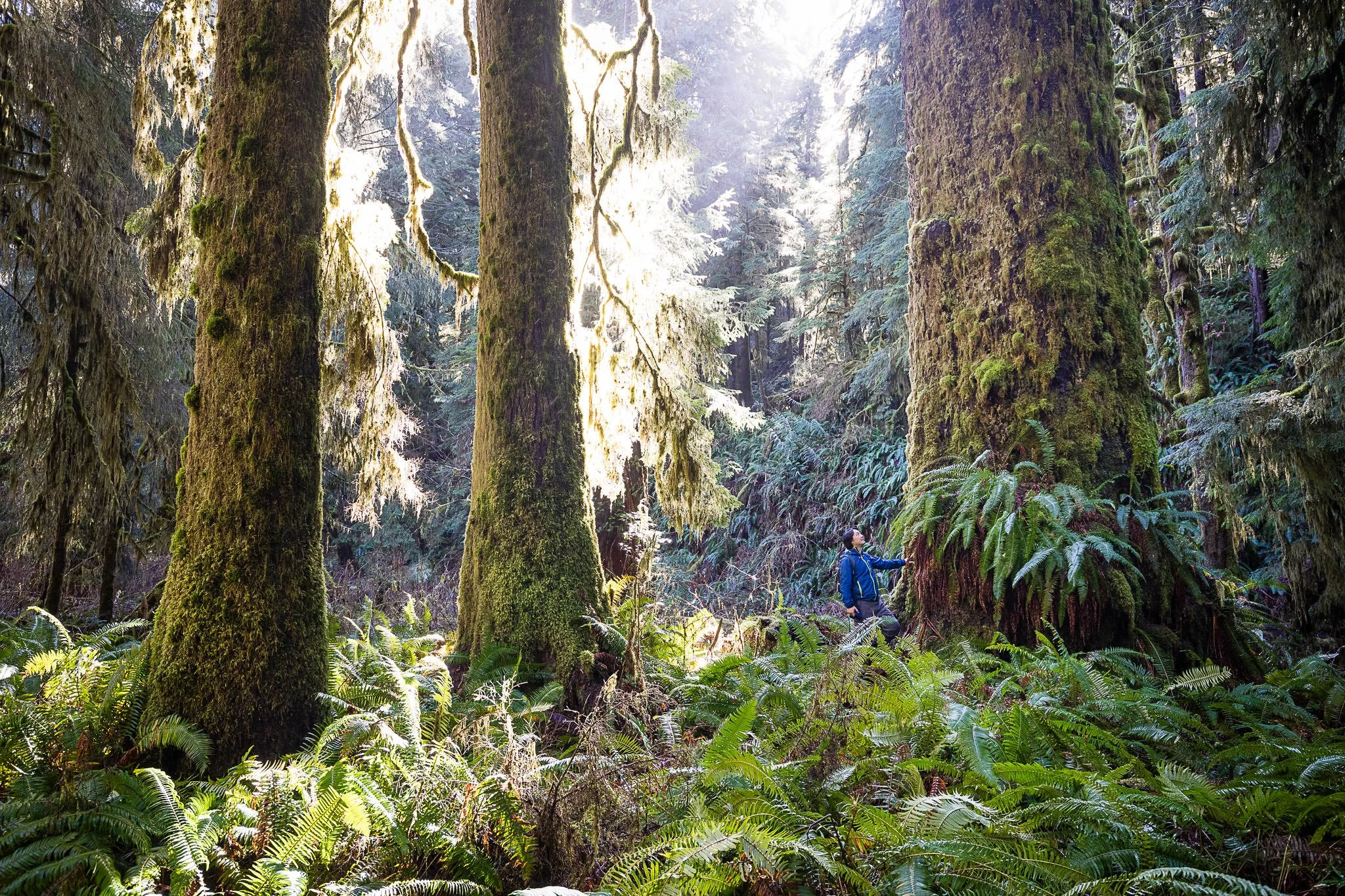 Photo: A mossy old-growth Sitka spruce forest on Vancouver Island filled with ferns. Well over 90% of the valley bottom old-growth forests in BC have been logged. Credit to TJ Watt.