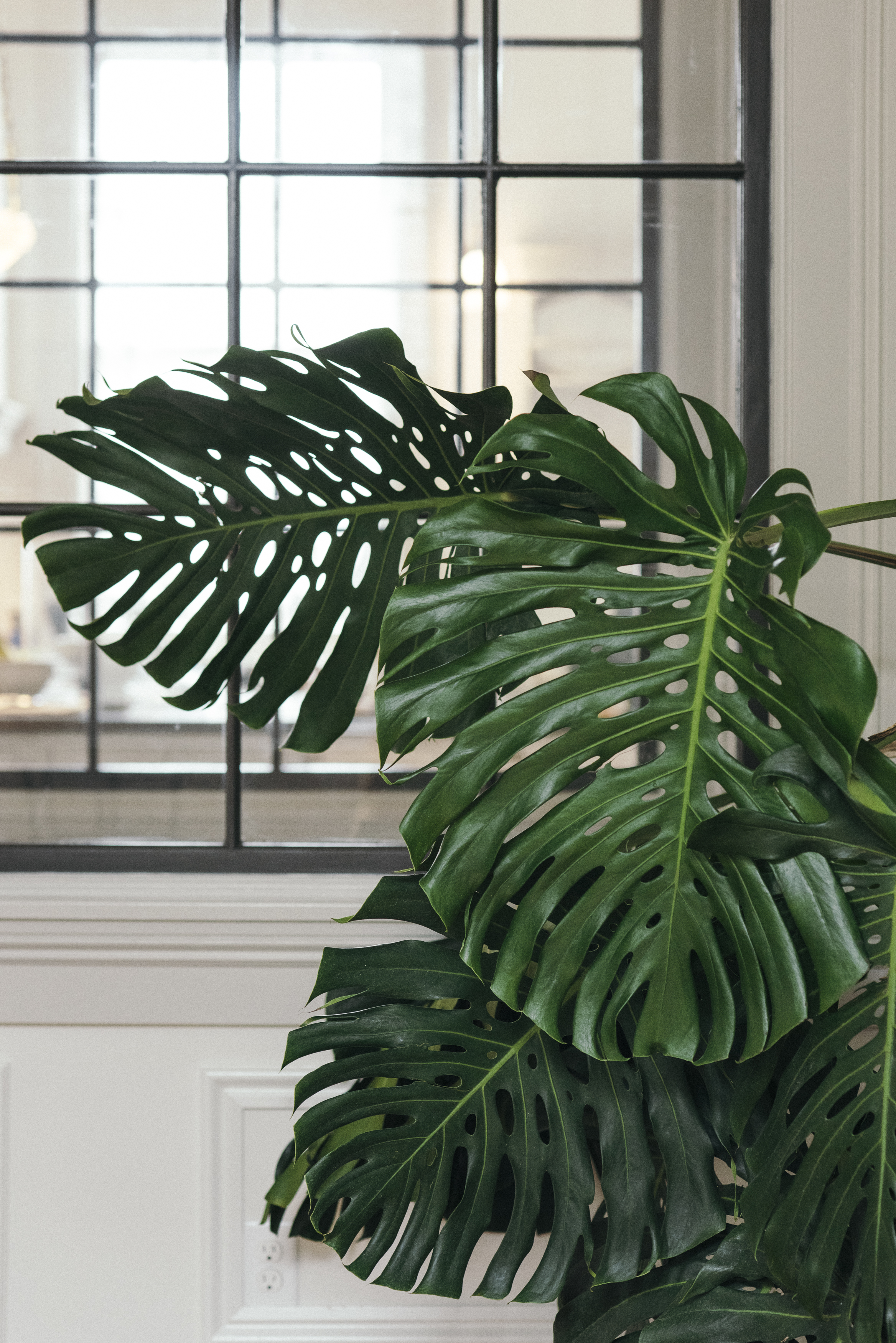 TINY_NEST_INTERIOR_PLANTS_NEW_ORLEANS-14.jpg