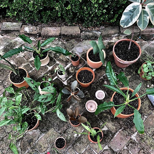POT&rsquo;N UP PLANTS
&bull;
&bull;
&bull;
&bull;
&bull;
#monsteraandansonii #sansevieria #boogiewoogiephilodendren #pileapeperomioides #copperspoons #ricraccactus #silversatinpothos #horsefacephilodendron #rubbertree #strawberrybegonia #pothos #tiny