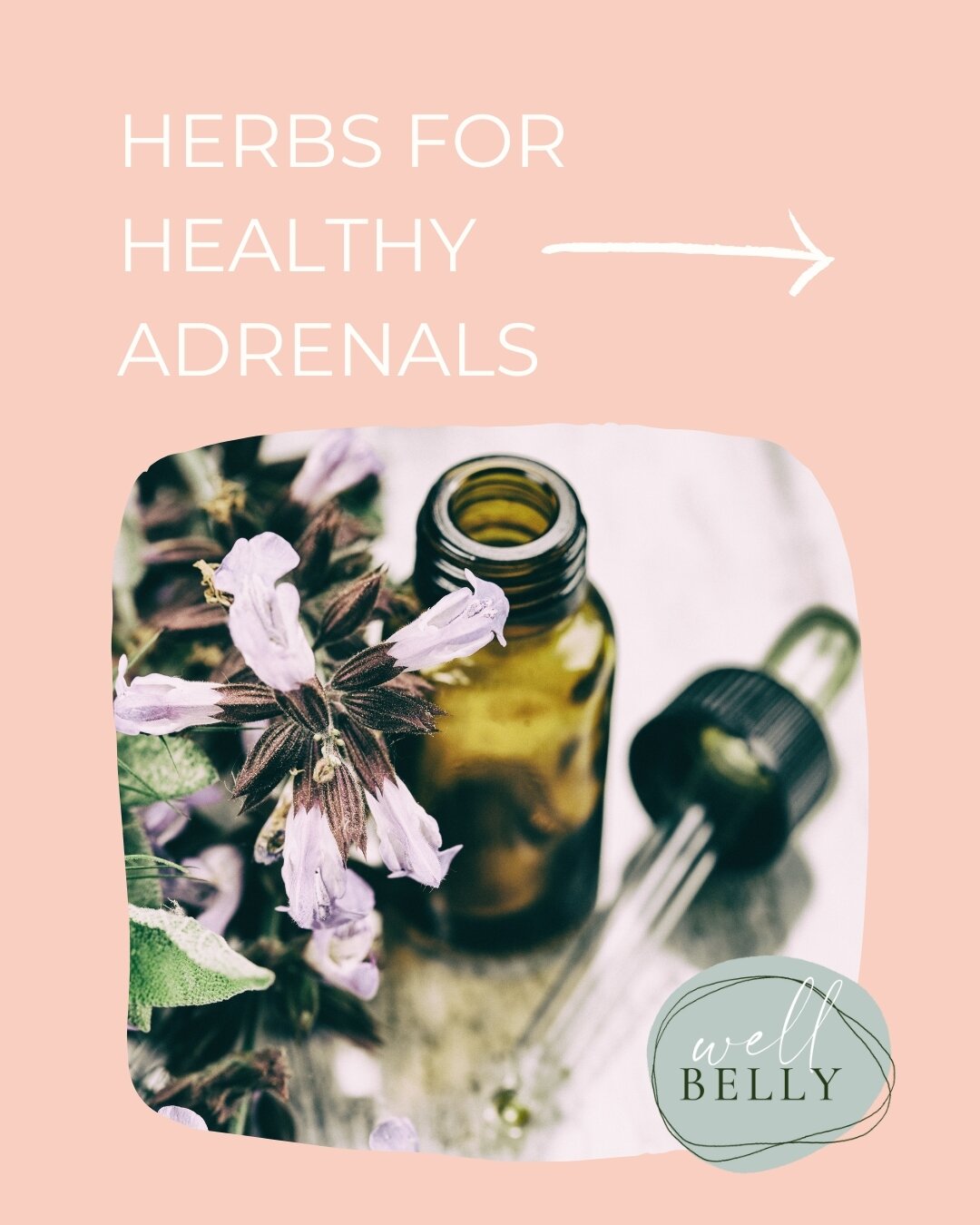 🌿 Some of our favourite adrenal loving herbs picked by our naturopath @becthenaturopath 🌿

Rehmannia - restorative to the adrenal glands and gently nourishes them back to health

Withania - regulates the imbalanced cortisol level and nourishing the