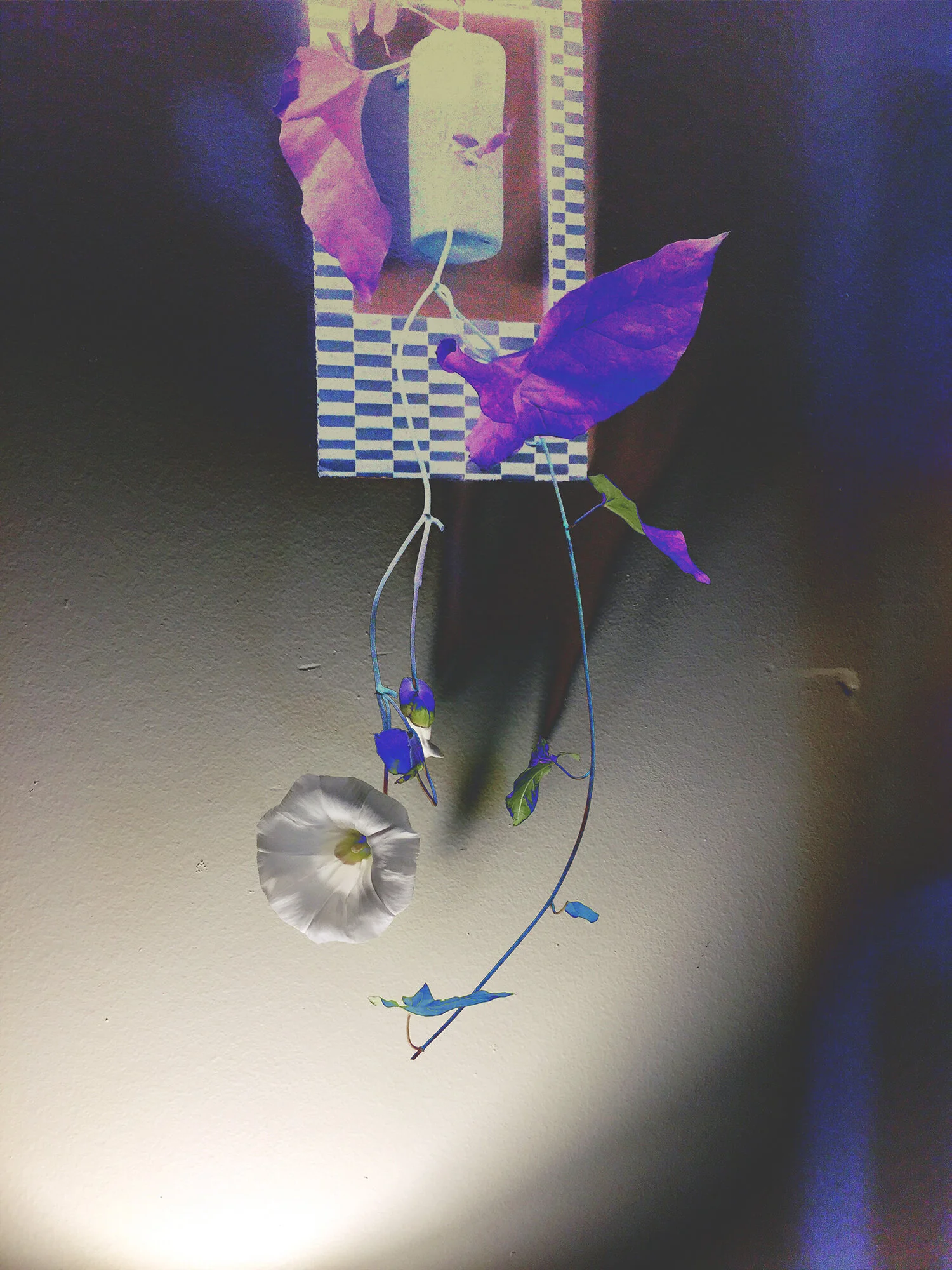 Afternoon Glory.jpg