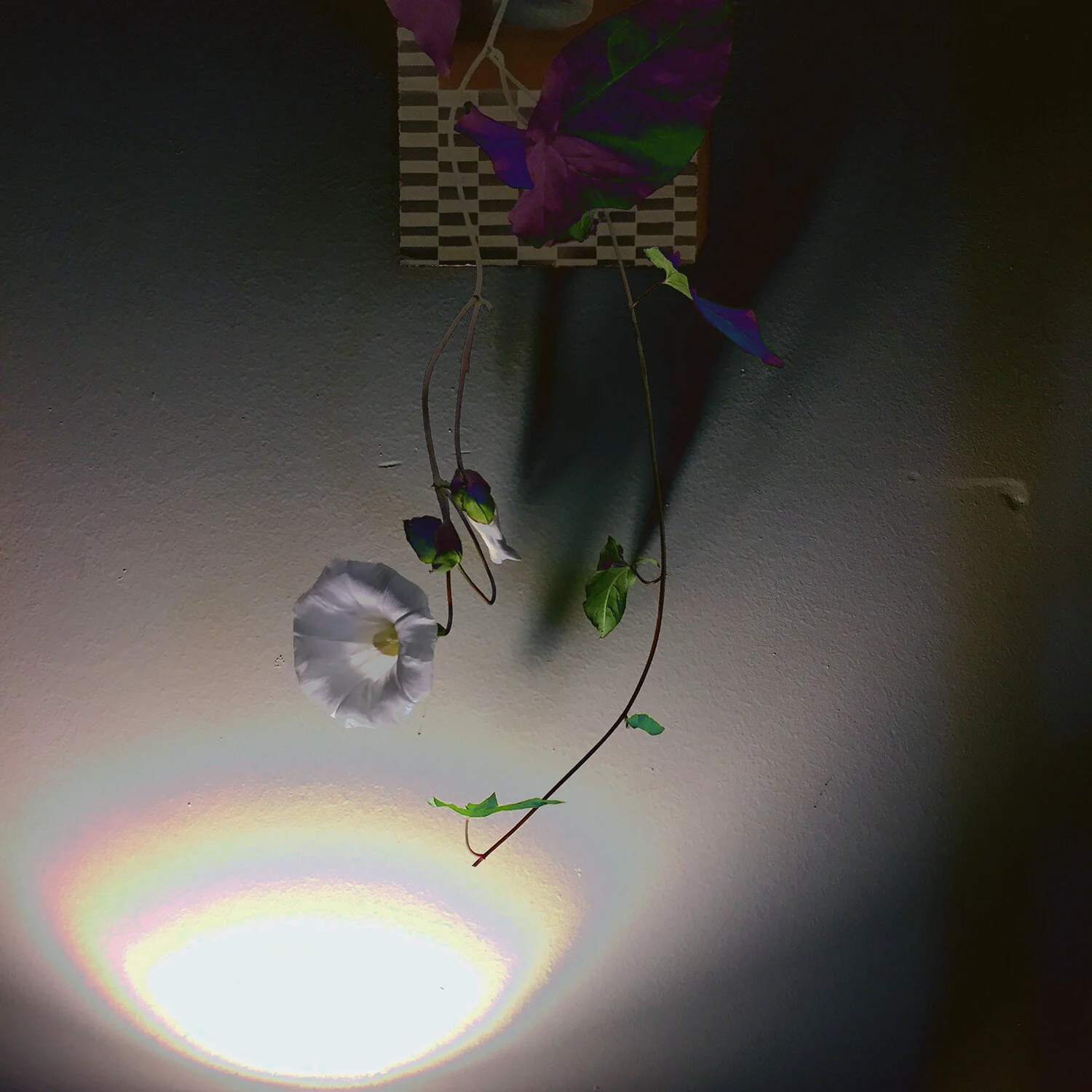 Evening Glory.jpg