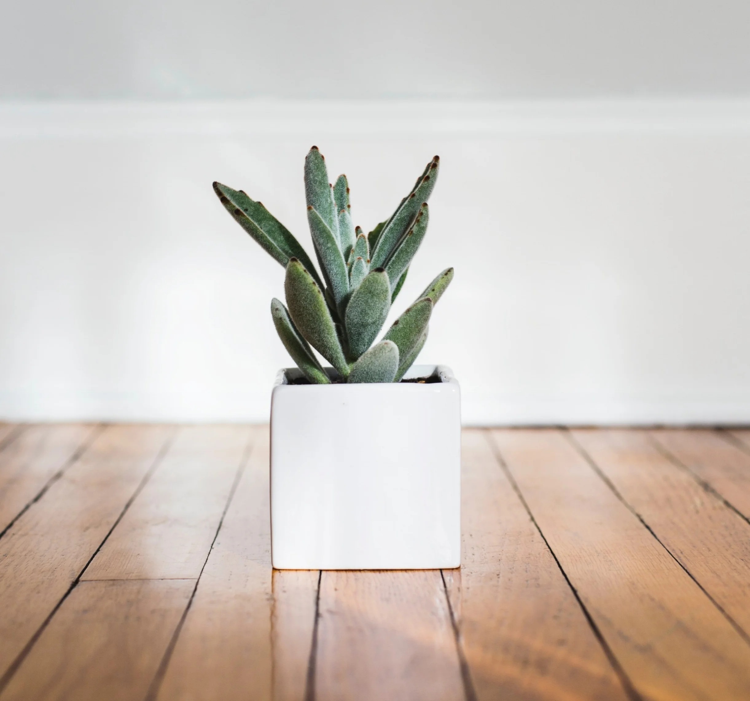 Mindful Living PTSD Plant.jpg