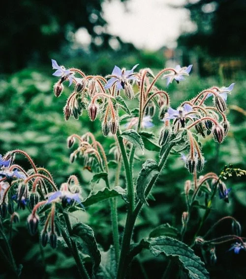 Borage