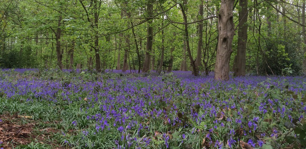 TS_Places_Blickling1.jpg