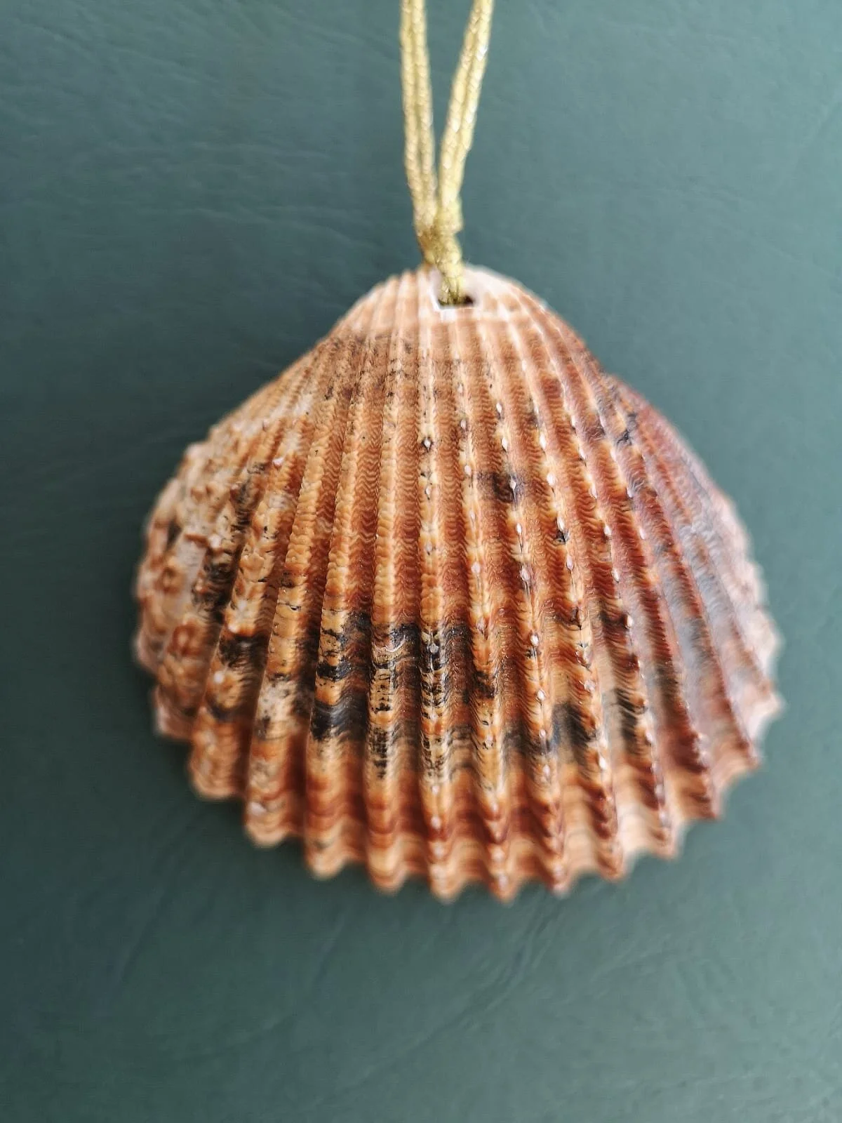 Lesemuschel - dunkel