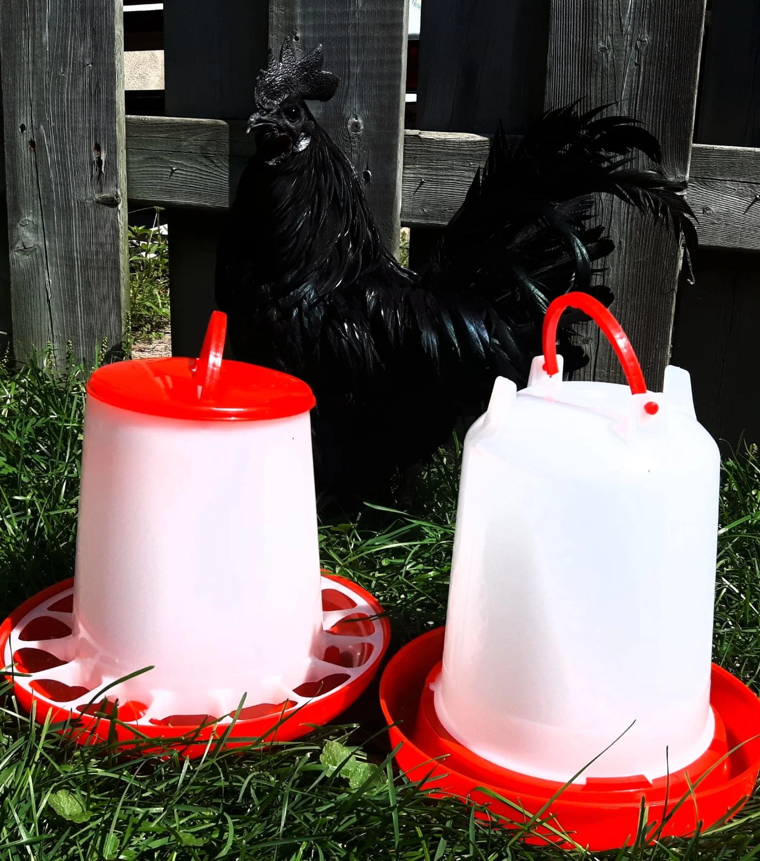 10 00 Duo 3l Chicken Waterer 3kg Chicken Feeder Hen Express