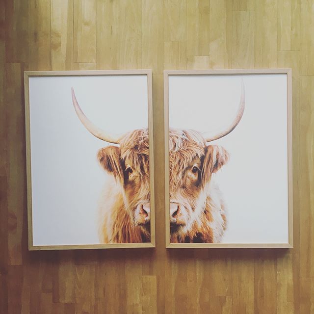 Cows in oak . It&rsquo;s what the cool kids do. 
#homedecor 
#wallart 
#printmaking 
#customframing 
#byronbay 
#pampa 
#interiordesign 
#gicleeprints 
@wearepampa @cansoninfinity @eizo_apac